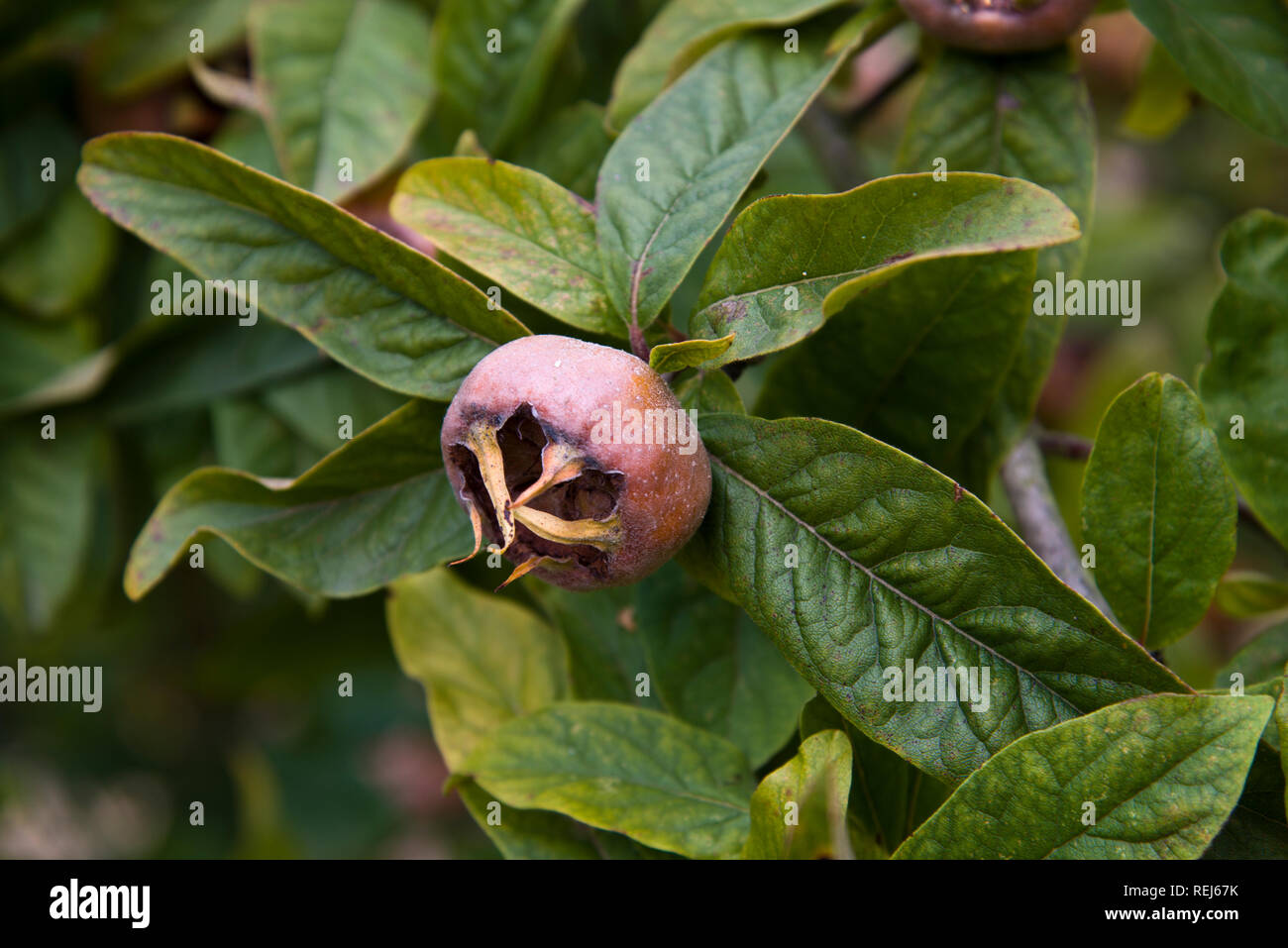 medlar mespilus germanica Stock Photo