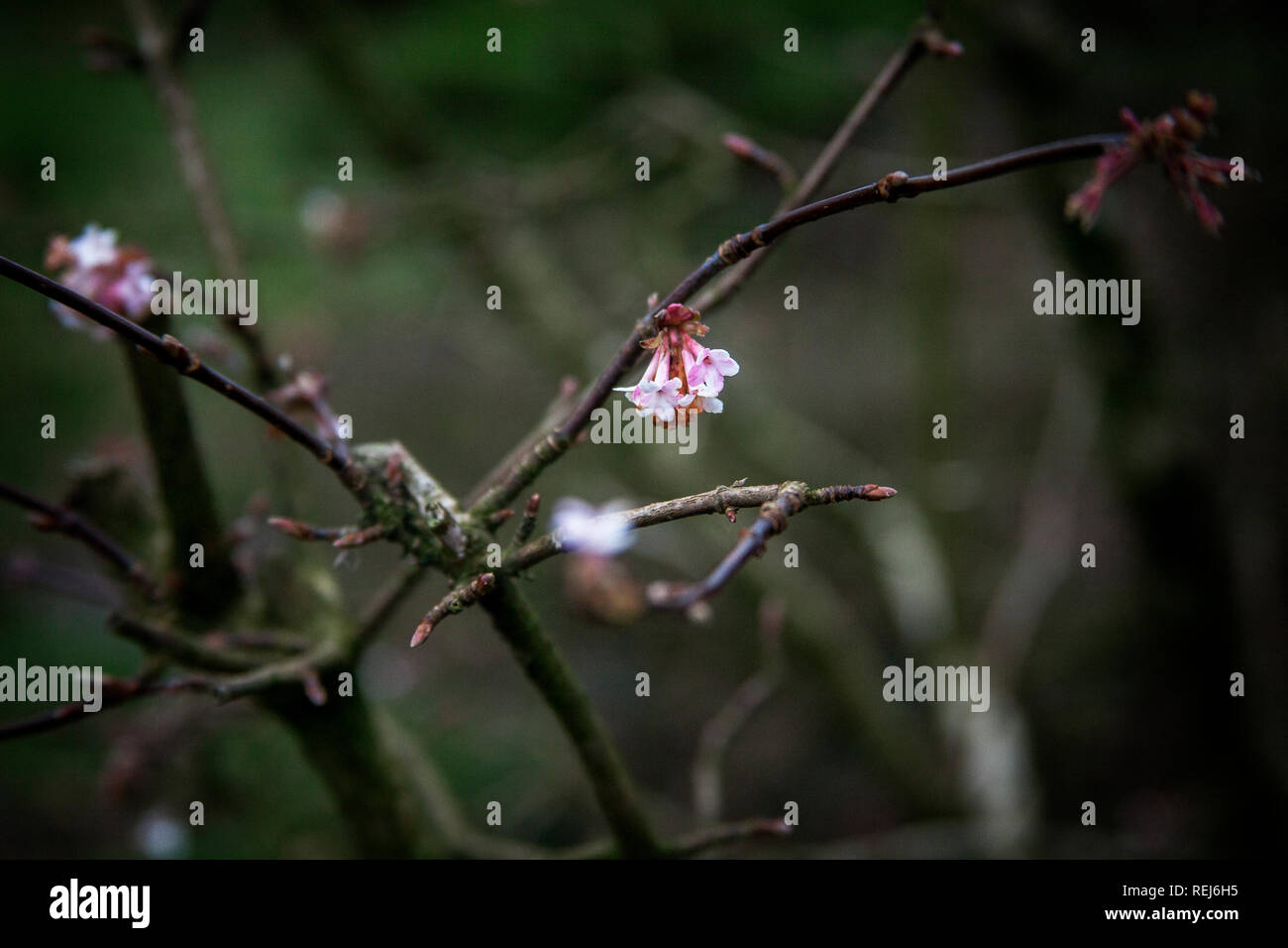 Cherry blossoms opening on branch, Stock Photo