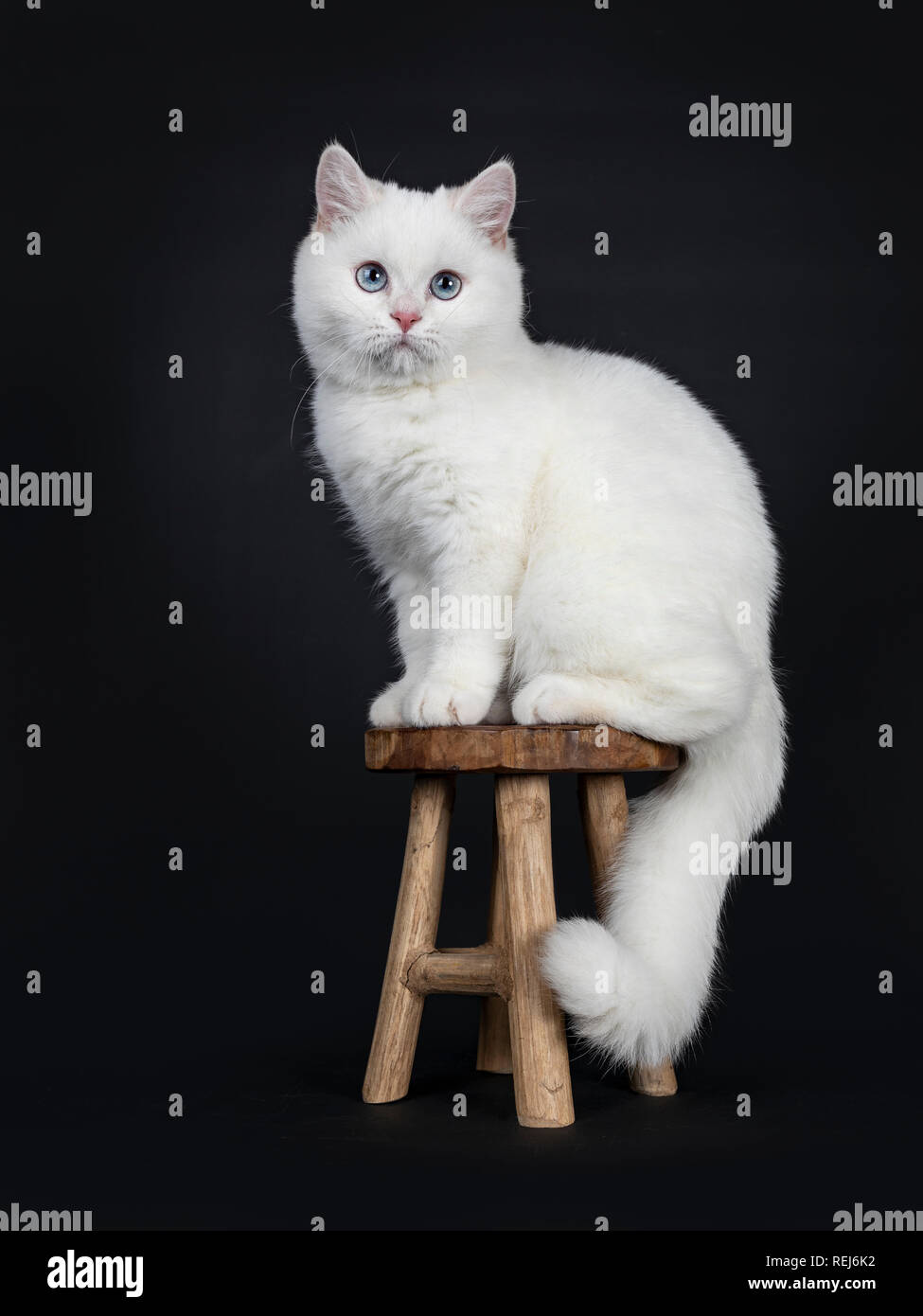 Cute Red Silver Shaded Cameo Point British Shorthair Sitting Side