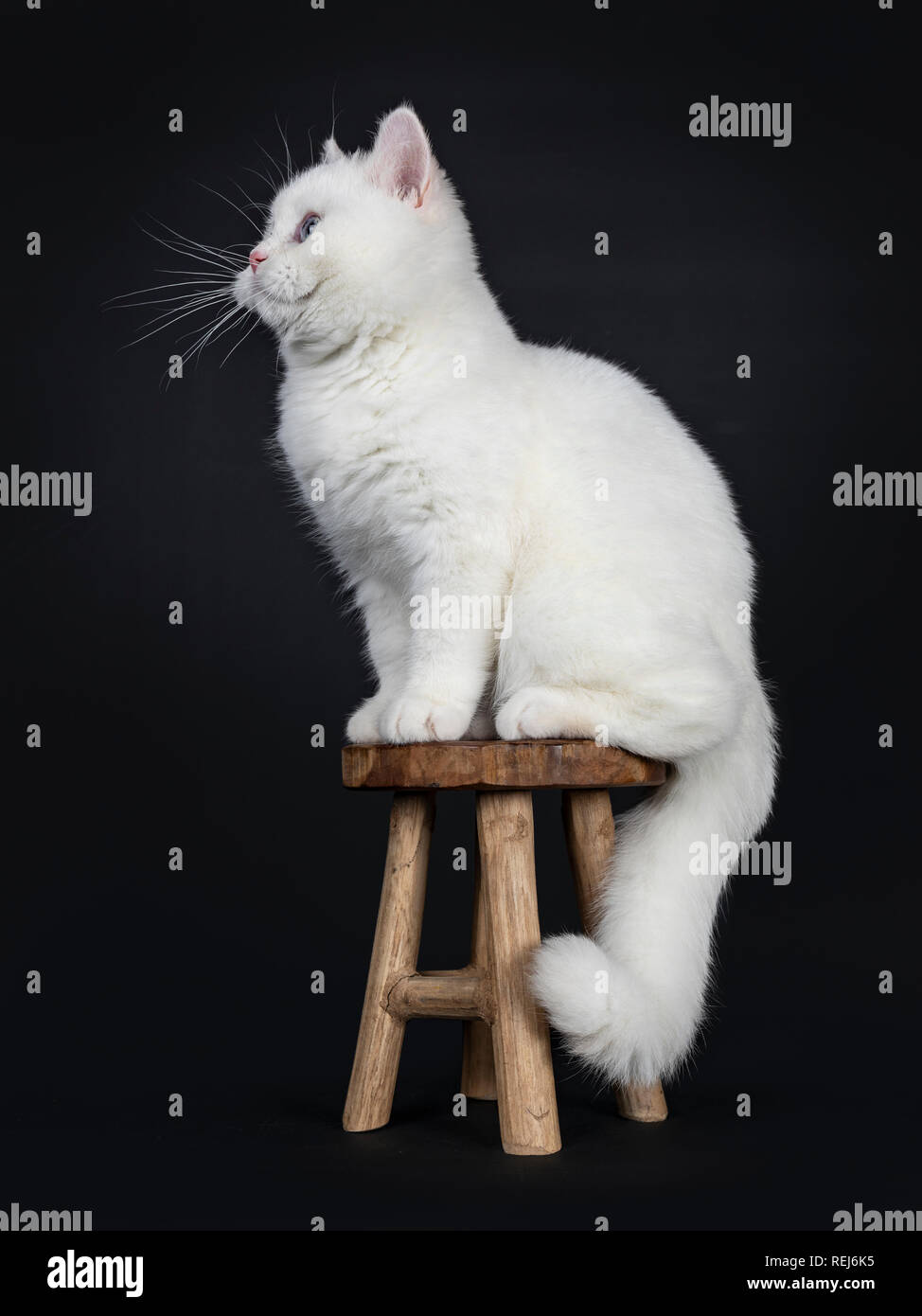 Cute red silver shaded cameo point British Shorthair sitting side ways