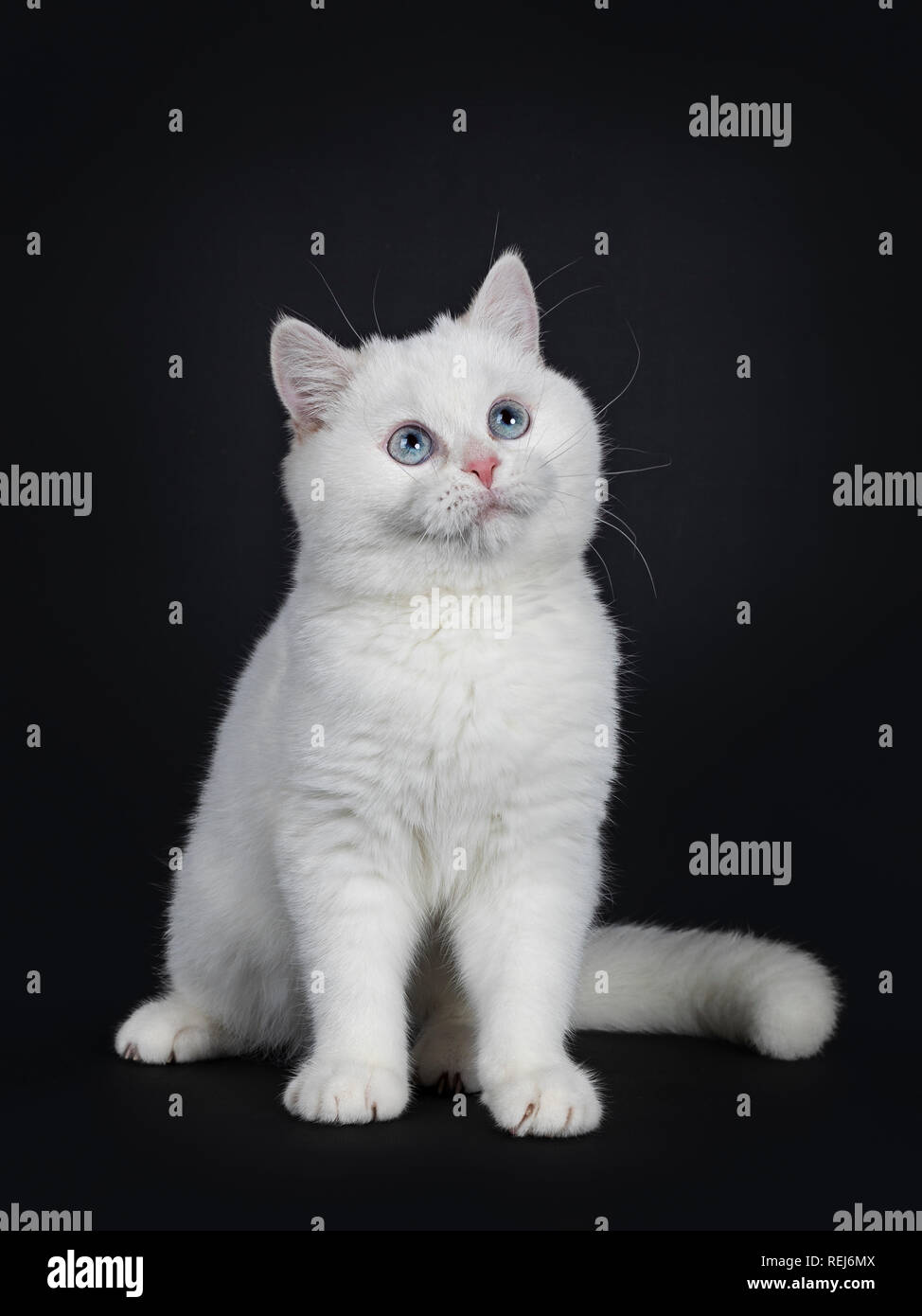 Cute red silver shaded cameo point British Shorthair sitting half side ways, looking up with blue eyes Isolated on black background. Tail beside body. Stock Photo