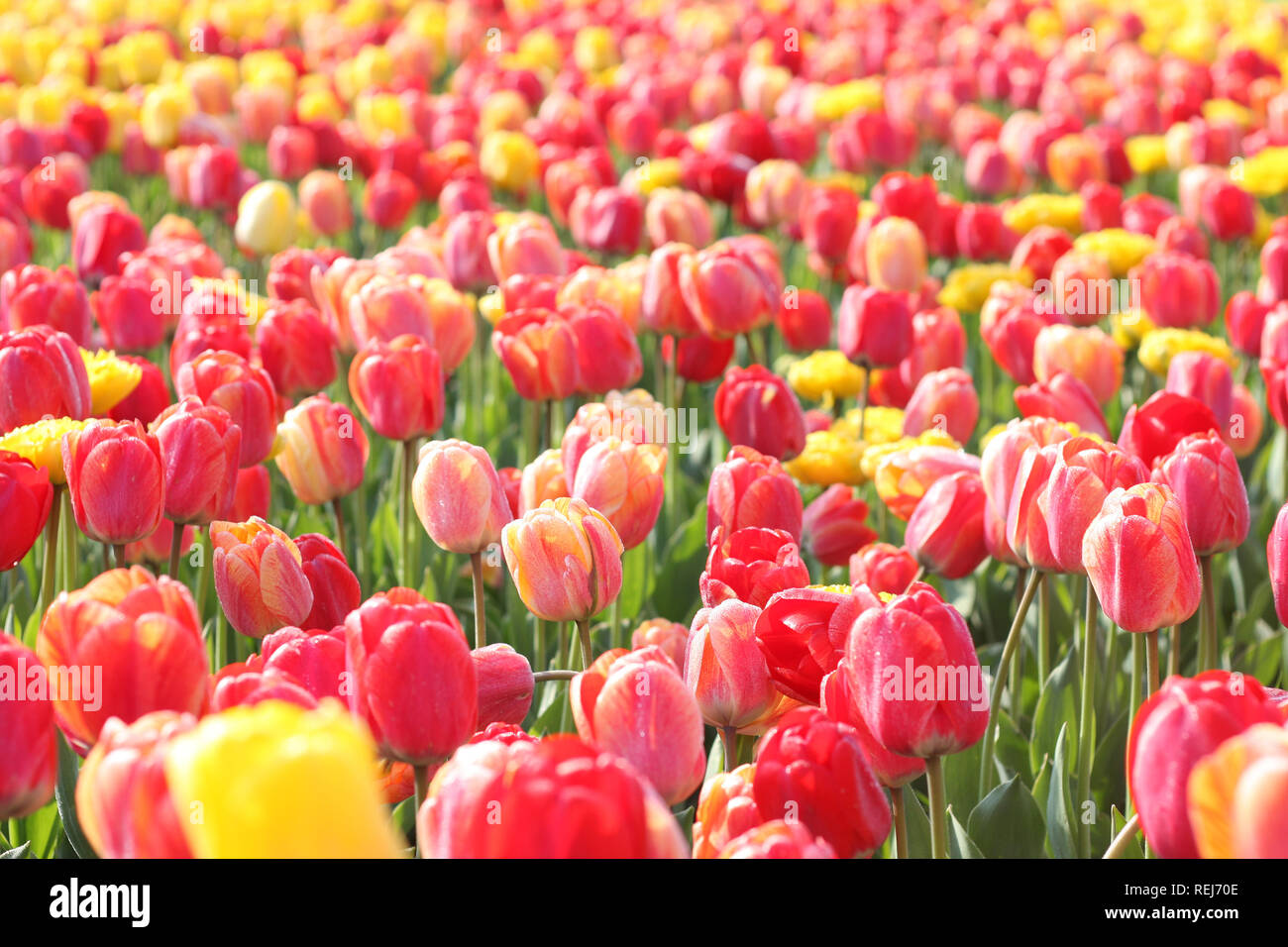 Lots of red and yellow tulips, shallow depth of field Stock Photo - Alamy