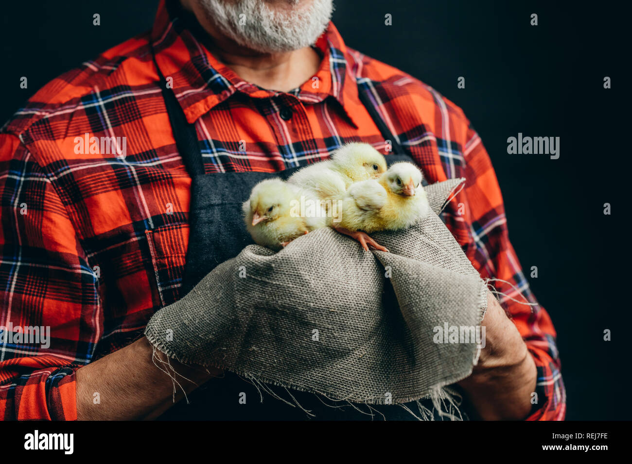 young fluffy chickens in man's hands Stock Photo