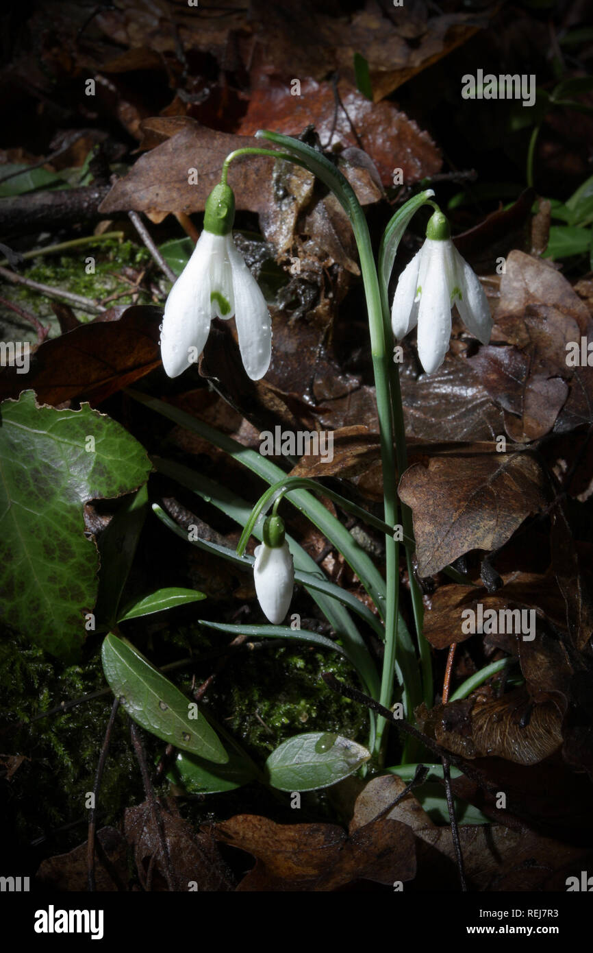 Snowdrop flower in natural environment at night Stock Photo - Alamy