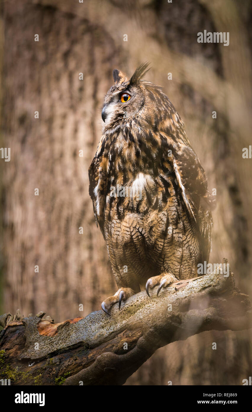 Portrait Of Captive Eurasian Eagle Owl Sitting On A Tree Branch In Portrait Of Captive Eurasian Eagle Owl Sitting On A Tree Branch In