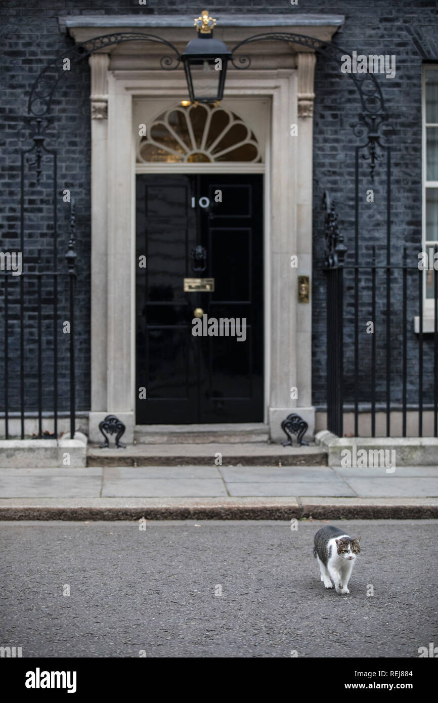Larry the 10 Downing Street cat and Chief Mouser to the Cabinet Office makes his way along Downing Street, powerhouse of the UK Prime Minister, London Stock Photo
