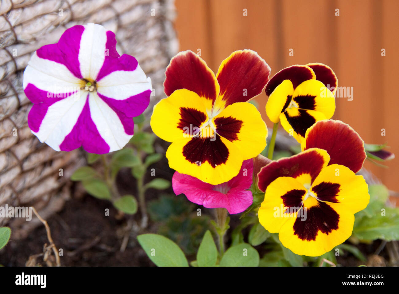 Petunia and Pansies in Hanging Basket Stock Photo Alamy