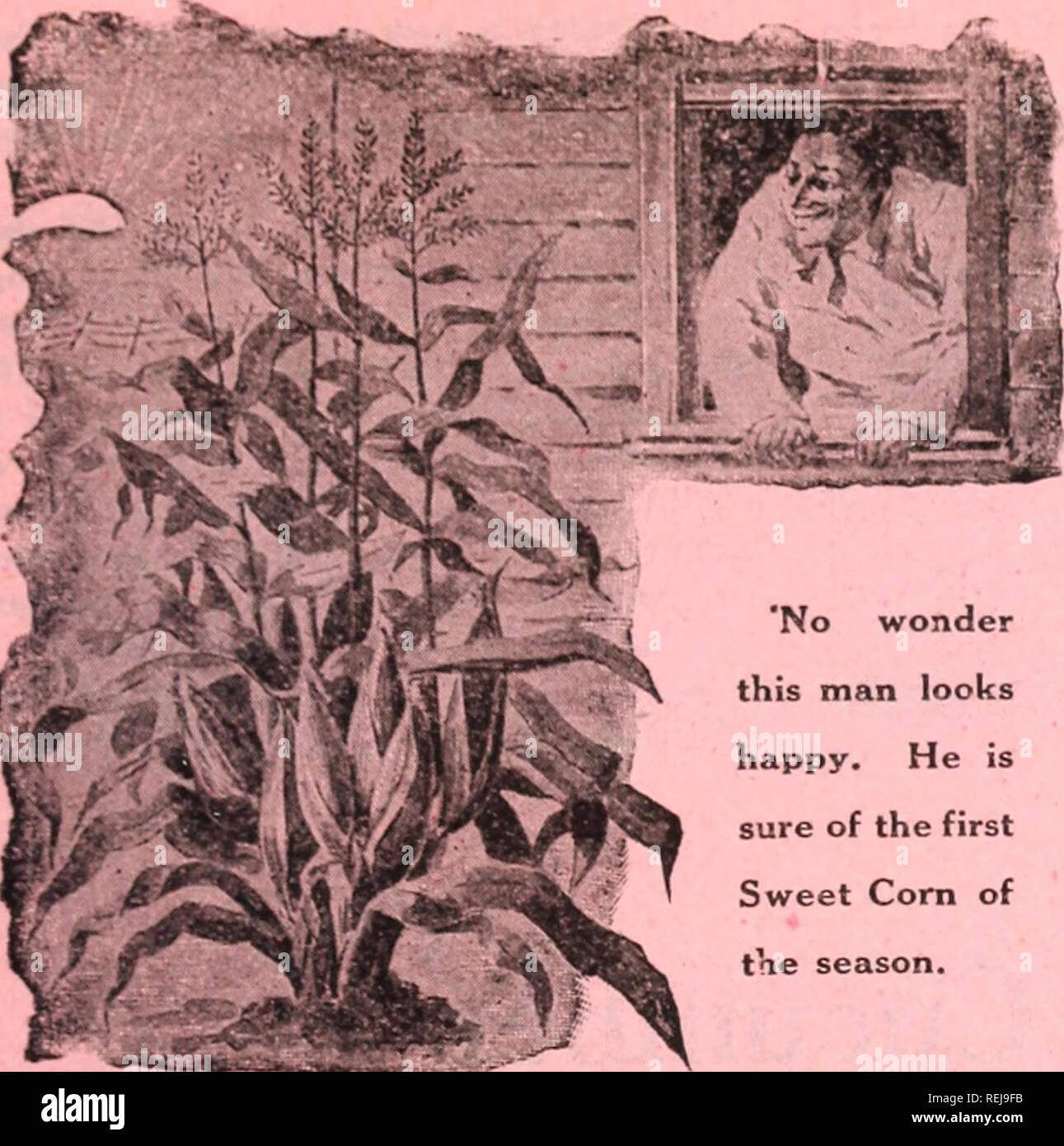 Cole S Garden Annual Vegetables Seeds Catalogs Nurseries
