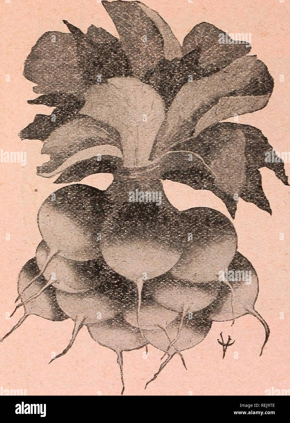 . Cole's garden annual. Vegetables Seeds Catalogs; Nurseries (Horticulture) Iowa Catalogs; Garden tools Catalogs; Flowers Seeds Catalogs; Bulbs (Plants) Seeds Catalogs. Co8e's Seed Store, Pella, Iowa. Crimson Giant Radish This new variety suitable for forcing or early â planting out of doors. It grows to double the size of other forcing varieties without becoming pithy or hollow. The Radishes run from 6 to 7 inches in circum- ference and yet remain firm and crisp, free from all signs of becoming soft. Root turnip-shaped, color a beautiful crimson carmine, with pure white flesh, tender and juic Stock Photo