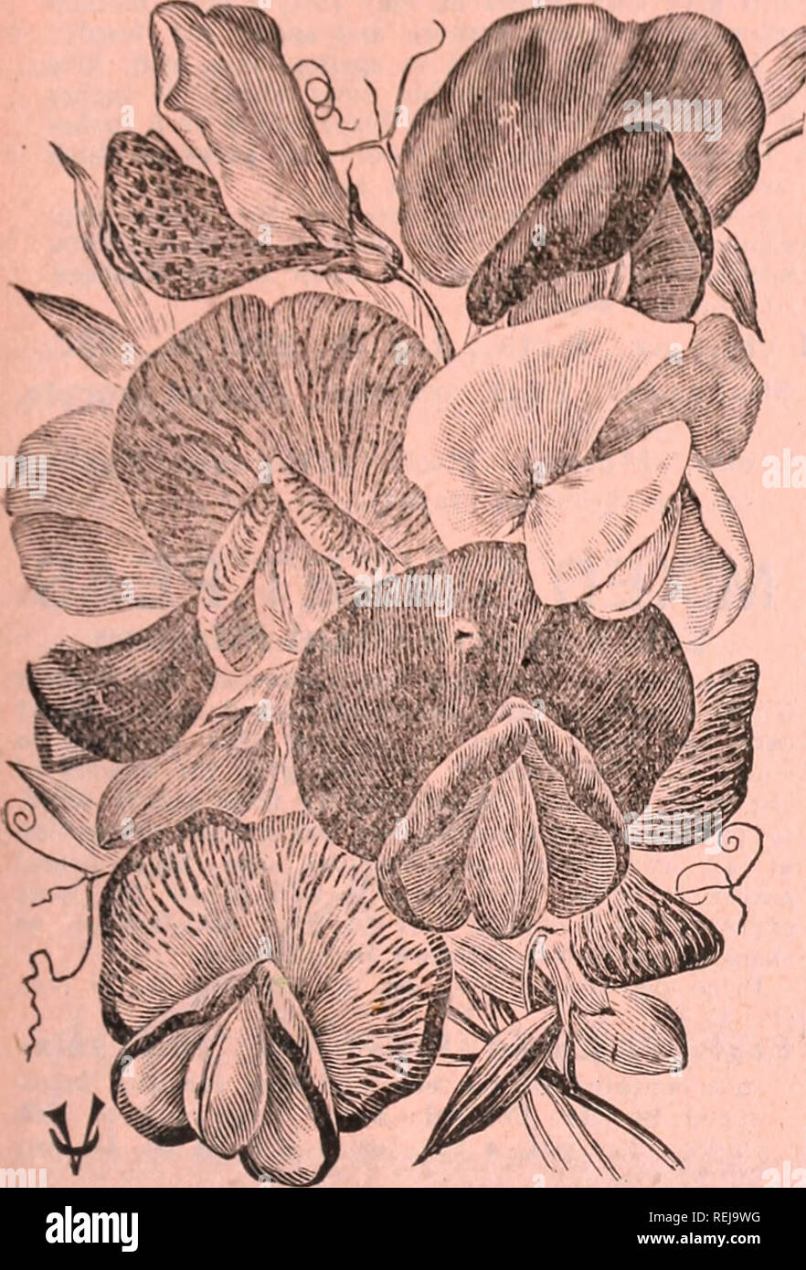 For Orchid Lovers High Resolution Stock Photography And Images Alamy