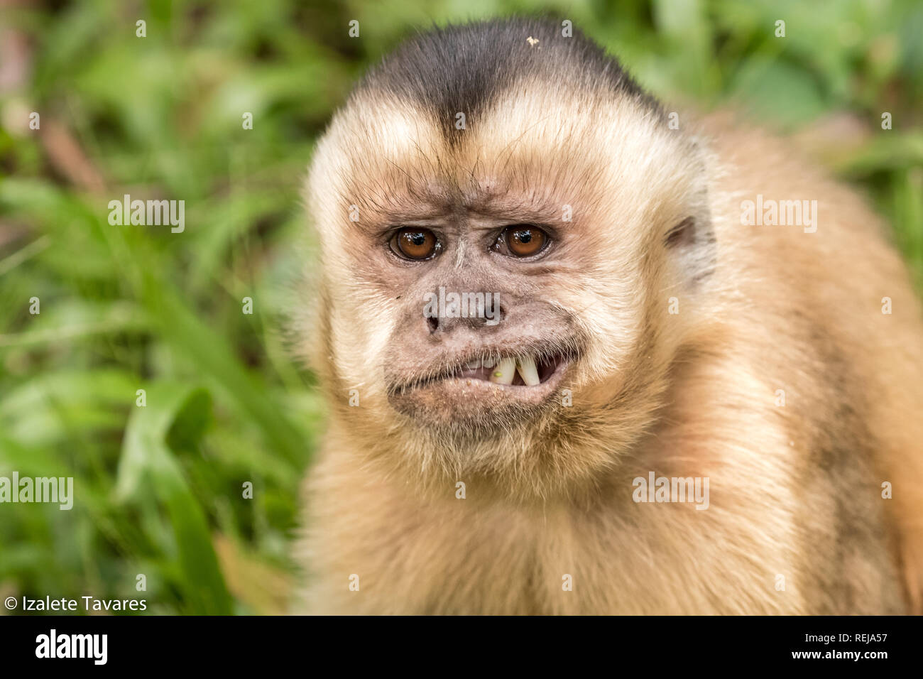 Robust capuchin monkeys in Goiânia,  Goiás Stock Photo