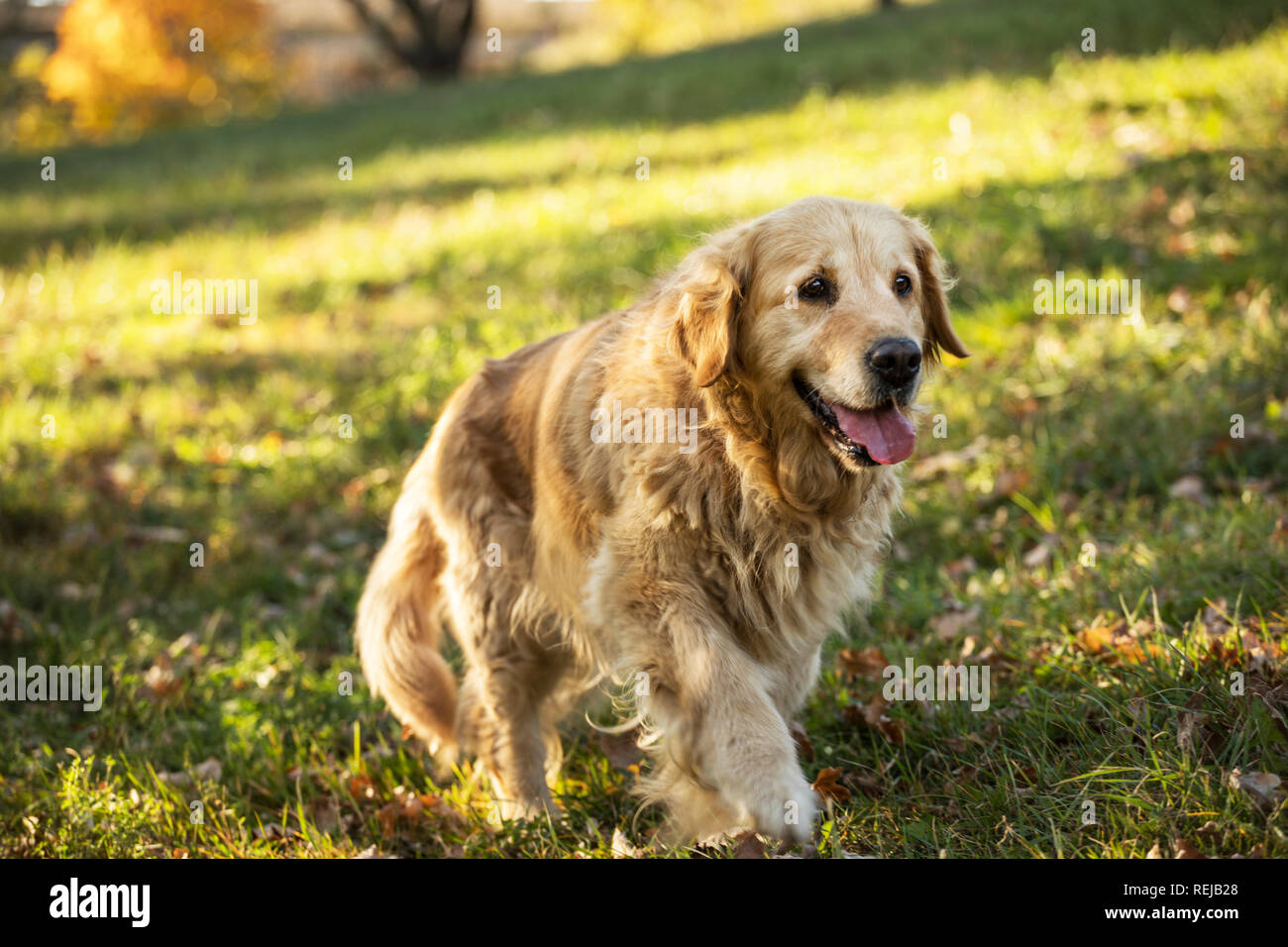old golden retriever dog Stock Photo Alamy