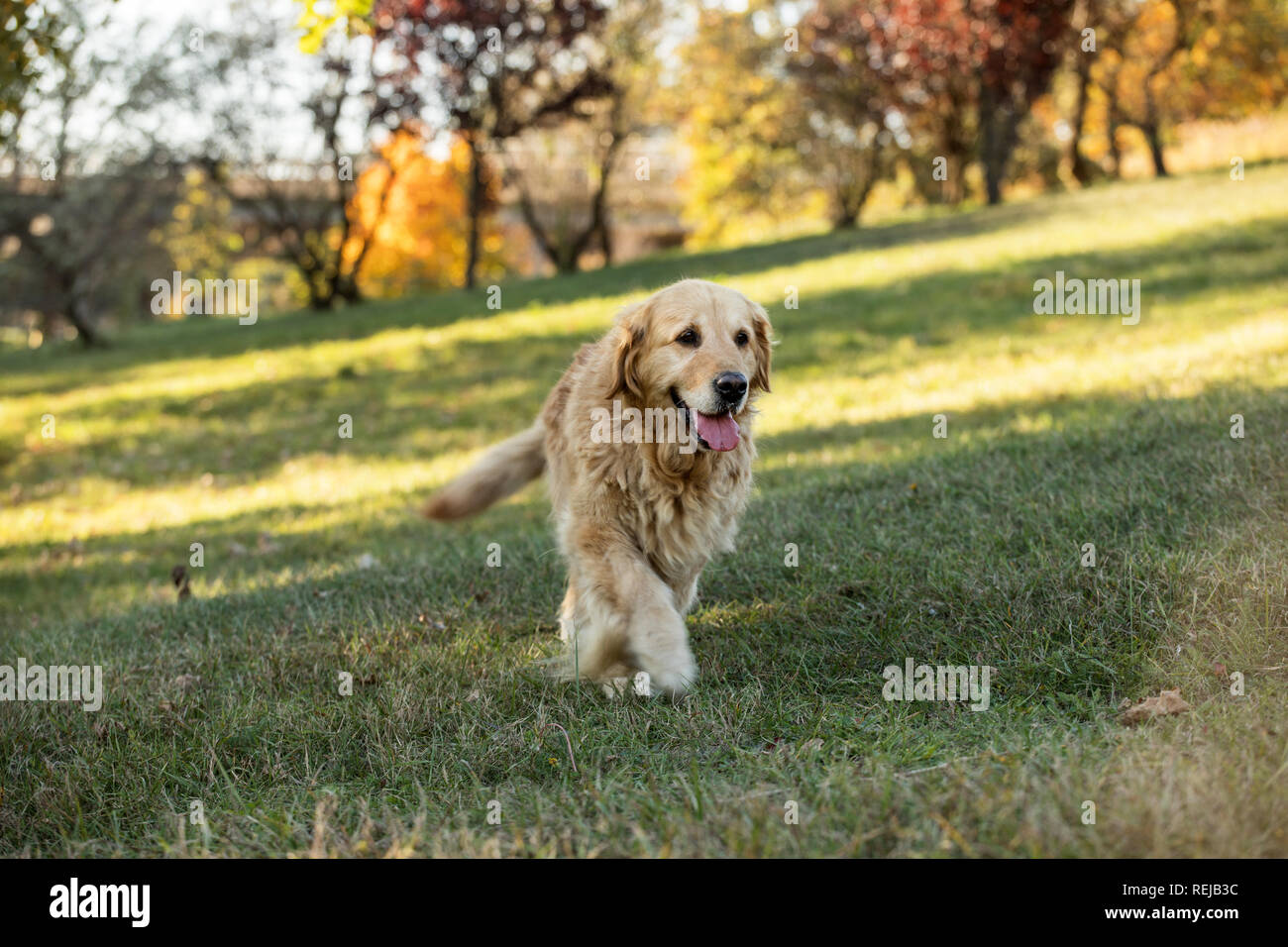 old golden retriever dog Stock Photo Alamy