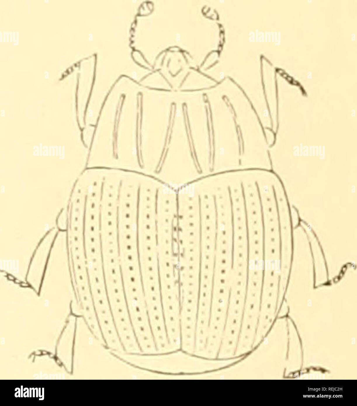 . Coleoptera. Beetles. Fill. 447. — //istvr n.iriiutai. Fig. 448. — Histt r bimacuhitus. FiG. 449. — Onfhrophilus atterjiatus. tidulidre in having geniculate antenna'. Most of the Histerida? are black, a few liave red spots, and a small number are metallic in coloration; all their tibia? are usually dilated ; the elytra are truncate behind, leaving two abdominal segments exposed ; the upper surface is striate, tlie position and naiure of the striiB being generally of value as specific characters. The larva? of the Histerid;e are elongated, with corneous head and prothorax, .and have no ocelli. Stock Photo