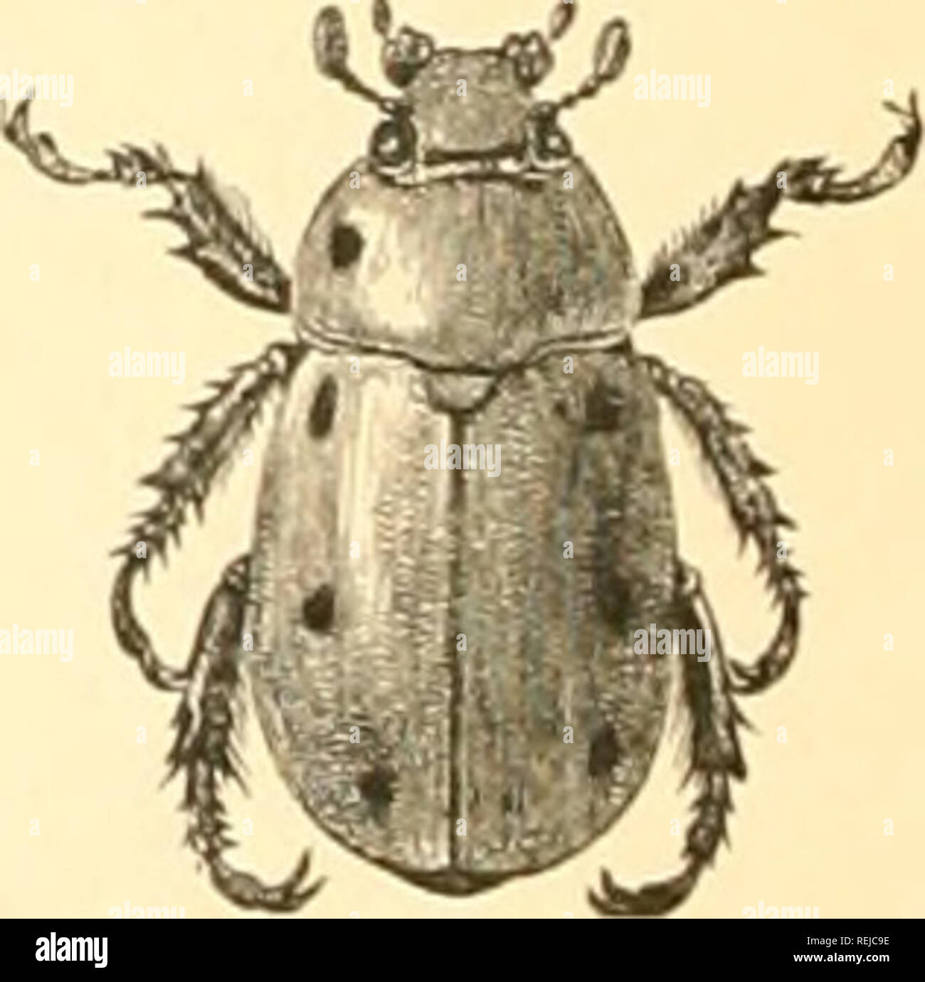 . Coleoptera. Beetles. Fig. 4l'1). â Oryctes nas The genera Strategus, JTi/lori/ctcs, and Oryctes comprise species iiot quite as large as those of tlie foregoing genera, having horns or tubercles on Ijotli sexes, and with the anterior feet not elongated. In Strategus, the jii-othorax usually has three horns in the males and three tubercles in the females, .s'. a/itceus, a shining dark-brown species about an inch in length, is found near the Atlantic coast of the United States as far north as Massachusetts. In Xglorgctes, the head is horned in the males and tuberculate in the females. A' satgru Stock Photo