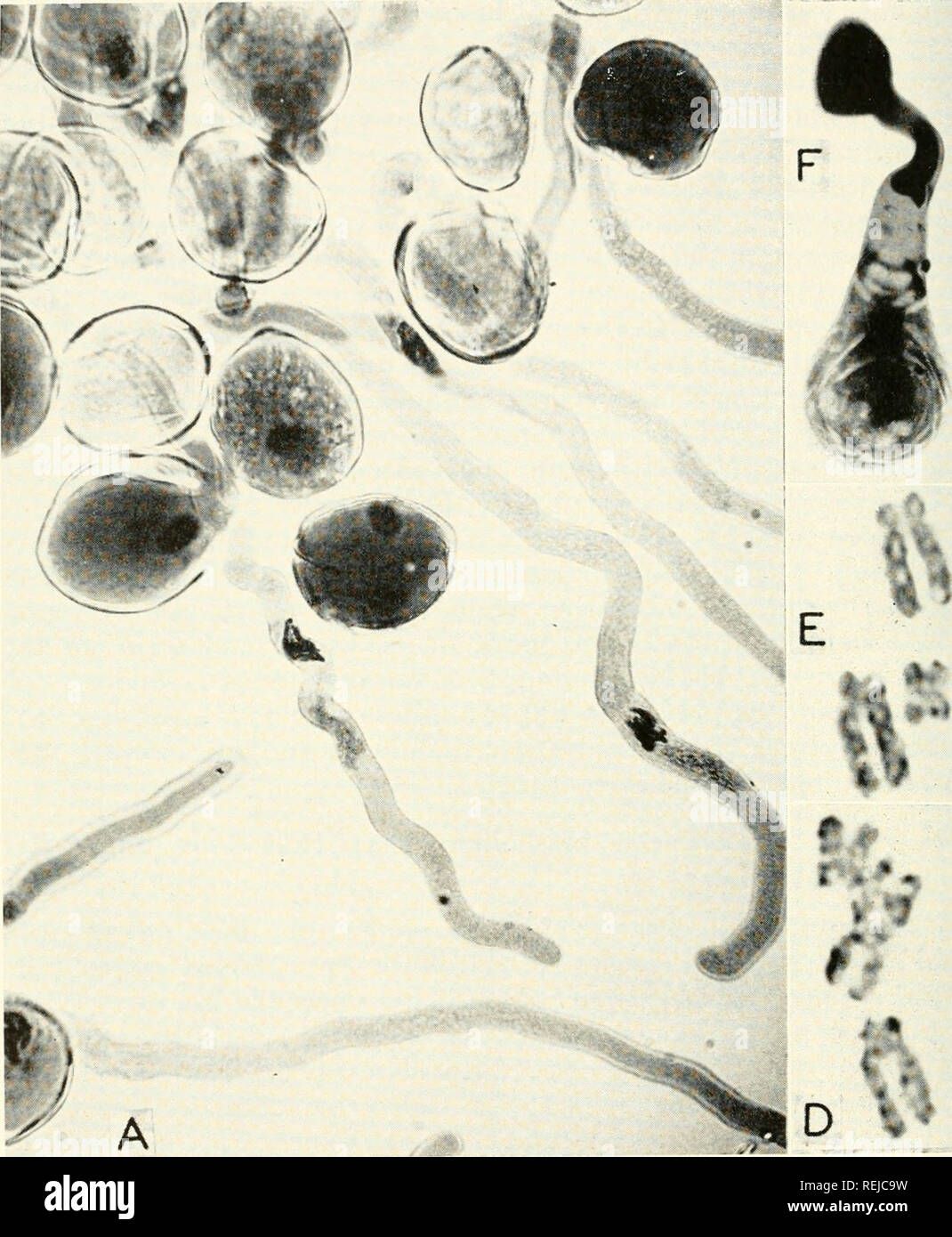 Mitosis cell interphase hi-res stock photography and images - Alamy