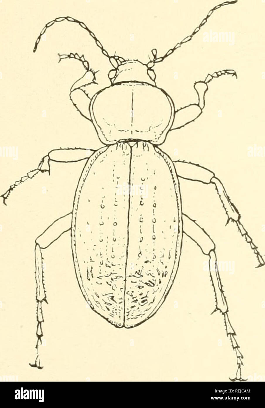 . Coleoptera illustrata. Beetles. COLEOPTERA ILLUSTRATA, Vol. I, No. 1. Carabidae. Plate IX.. 9. Procrustes impressus, Klug. $ Long. 30 mm. Patria. Syria.. Please note that these images are extracted from scanned page images that may have been digitally enhanced for readability - coloration and appearance of these illustrations may not perfectly resemble the original work.. Notman, Howard. Brooklyn, N. Y Stock Photo