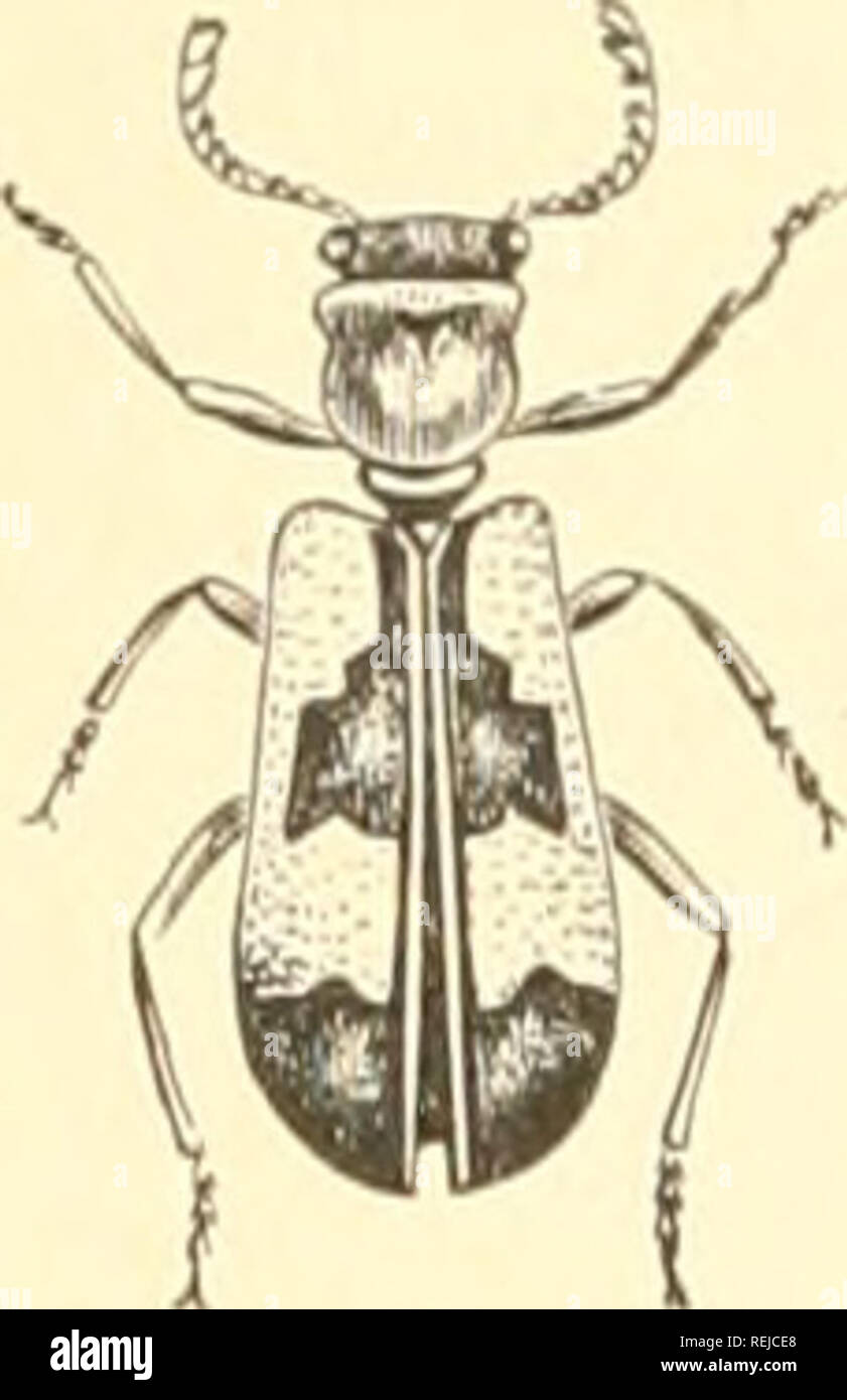 . Coleoptera. Beetles. 358 NATURAL HISTORY OF ARTHROPODS.. Fig. 406.â liero. â iulicmf devours the larvie and }iu]ire of the bees. Tlie iiiingo is found from May to Jul)-; tlie hirva remains from July until the next year in the bees' nests. In America Triv/iodcs nuttalU is not rare in August ujion flowers of Spirtna alba, but its larval liabits have not been studied. It is about 0.4 of an inch long, and somewhat resembles T. apiurius in color and markings. The genus AuKciis, which has the apex of lioth labial and maxillary  jialpi dilated, is fminil on the western coast of North America, as i Stock Photo