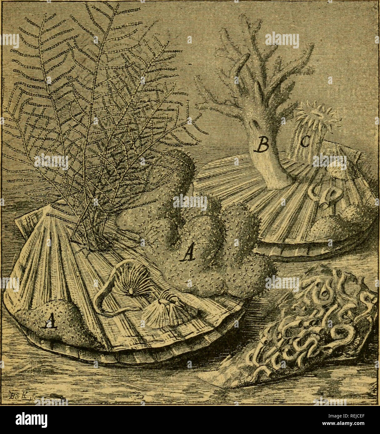 . Coelents, inodermes, protozoaires. Cnidaria; Ctenophora; Sponges; Echinodermata; Protozoa; Invertebrates. GENRE ALCYONIUM 127 Genre Alcyonium (Lin.) — Alcyon. Dans ce genre le Polypiéroïde est formé par bour- geonnement latéral et constitue une masse lobée ou di-. Fig. 71. — A. Alcyonum digitatum, B, Alcyonum palmatum. C. gartia parasitica. — Sur des coquilles de Pecten maximus. gitée, non rigide et ayant une certaine contractilité. Alcyonium digitatum (Lin). Alcyon digité. Cette espèce (fig. 71 A) forme un Polypiéroïde cy-. Please note that these images are extracted from scanned page image Stock Photo