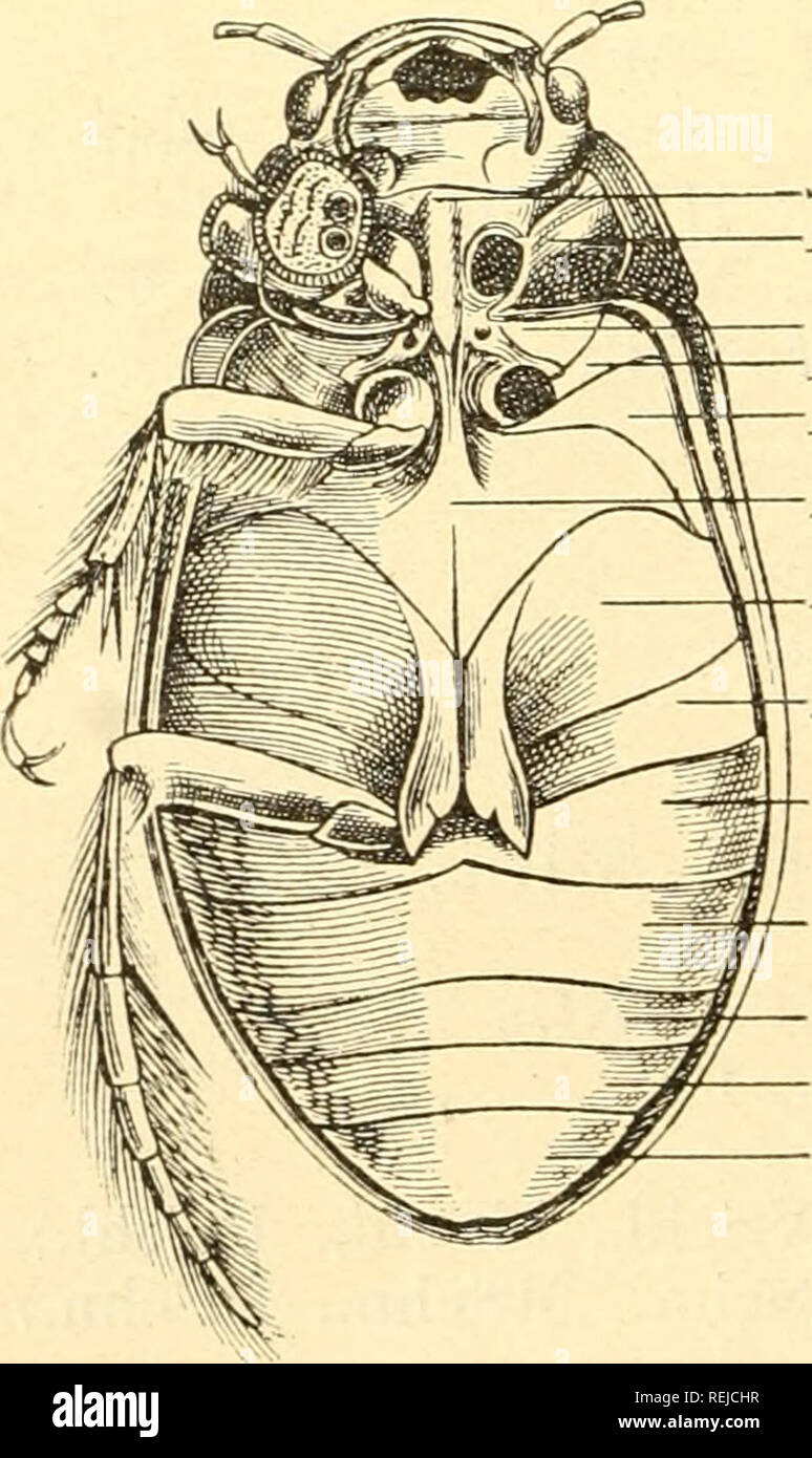 . Coleoptera. Beetles. Pv^ Erweiterte Tarsenglieder des Q VSchiene {Sehn.) Halsschild {Hls.) Schenkel {Schi.) MSchiene MTa rsus HSchn. HTarsus {Htr.) Fig. 1. Oberseite eines Dytiscus latissimus &lt;$.. Sternuni {VBr.) Episternen der VBr. ,, MBr. Epi?neren ,, ,, Episternen ,, HBr. HBr. HHü. Hlb.Sternit i Fig. 2. Unterseite eines Dytiscus latissimus.. Please note that these images are extracted from scanned page images that may have been digitally enhanced for readability - coloration and appearance of these illustrations may not perfectly resemble the original work.. Reitter, Edmund, 1844-1919. Stock Photo