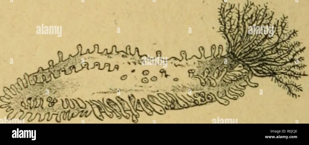 . Coelents, inodermes, protozoaires. Cnidaria; Ctenophora; Sponges; Echinodermata; Protozoa; Invertebrates. 98 UISTOIRE NATURELLE DE LA FRANCE Genre Holothuria (Lin.) â Holothurie. Dans ce genre les tubes ambulacraires sont dissÃ©mi- nÃ©s sur la face ventrale aplatie ; les tentacules varient de 20 Ã 30. Holothuria tubidosa (Gmel.). â Holothurie tubuleuse. Cette espÃ¨ce (fig.57) a le corps cylindrique, ar- rondi vers les extrÃ©mitÃ©s; les pieds tentaculaires sont. Fig. 57. â Holothuria tubulosa. Ã©pars et plus nombreux sur la face ventrale ; les tenta- cules, au nombre de 20, sont courts, rameu Stock Photo