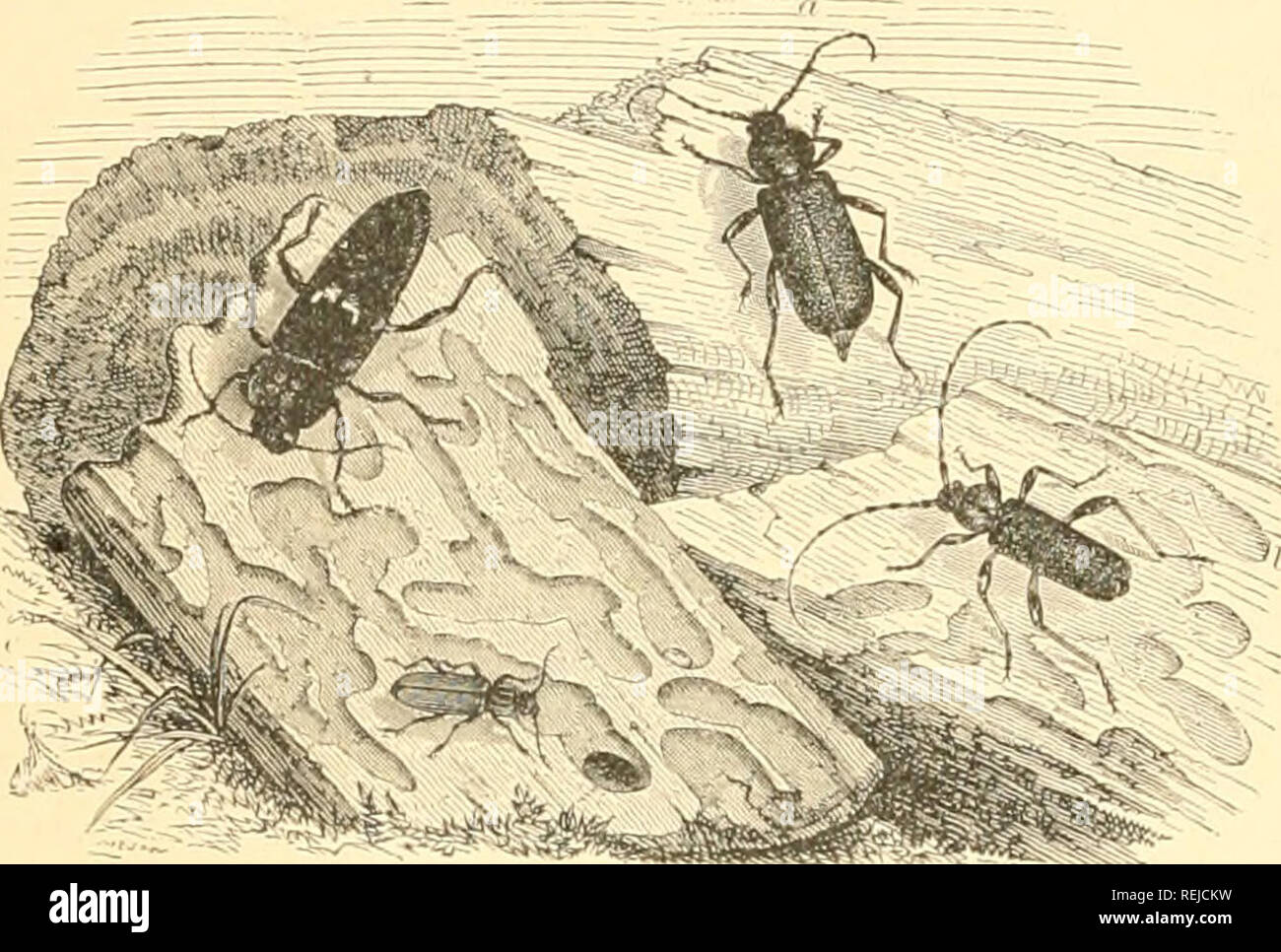 maycintadamayantixibb: Beetle With Long Antennae France
