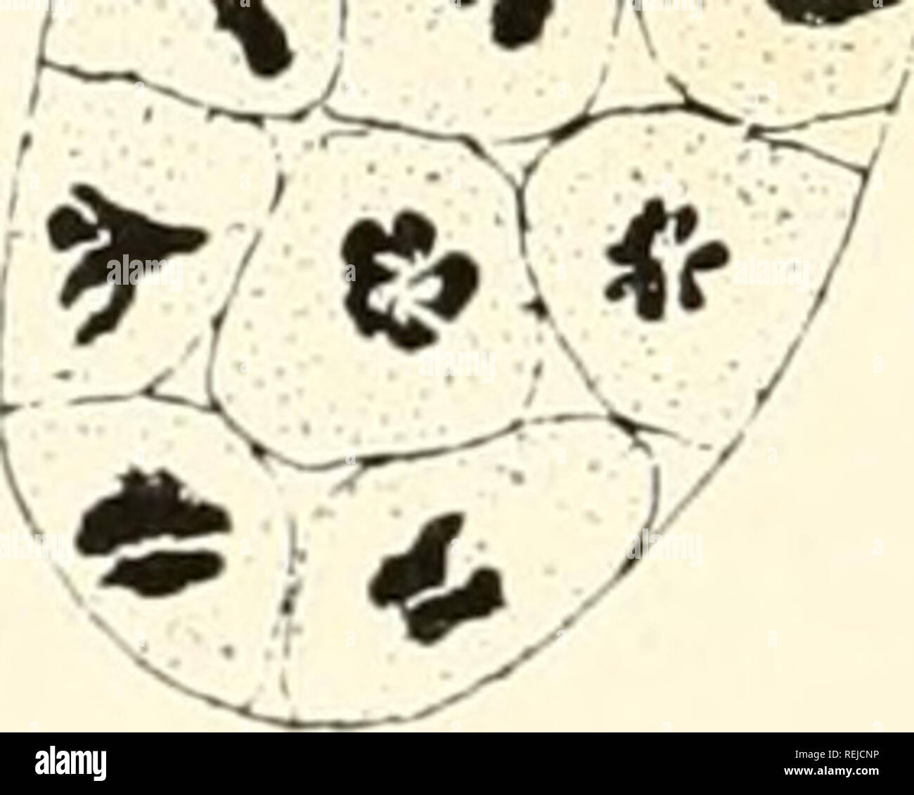 . Colchicine in agriculture, medicine, biology, and chemistry