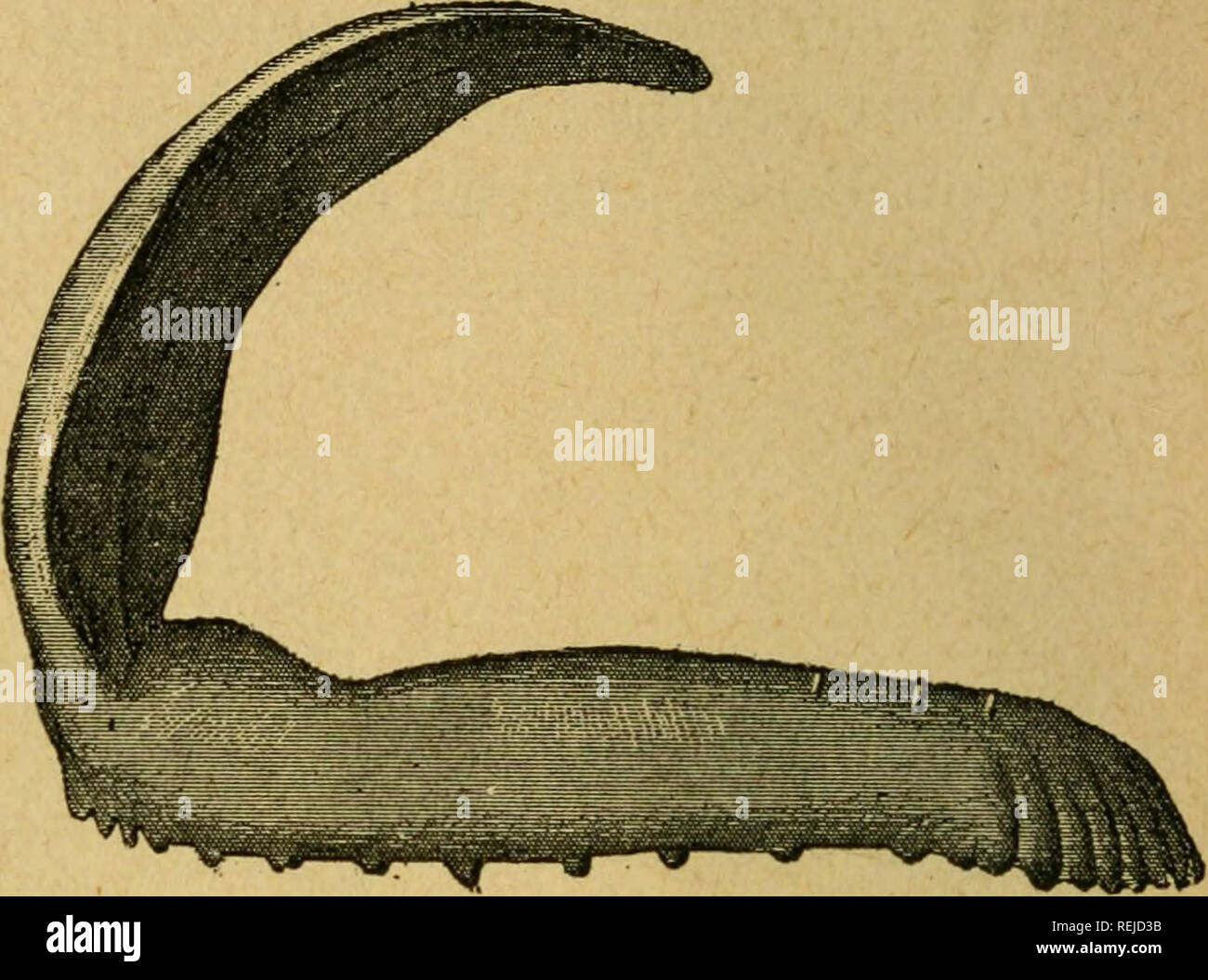 frange effilée sur le côté