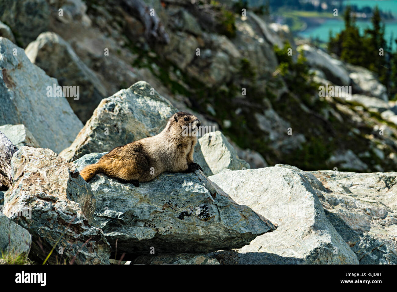 Marmot On The Rocks Stock Photo