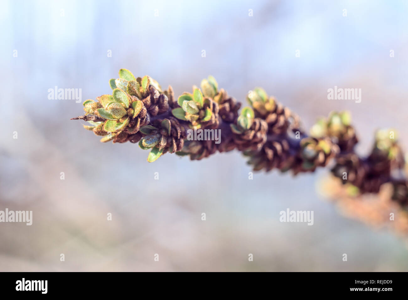 Close-up photo of spring young fresh leaves on tree branches with buds ...
