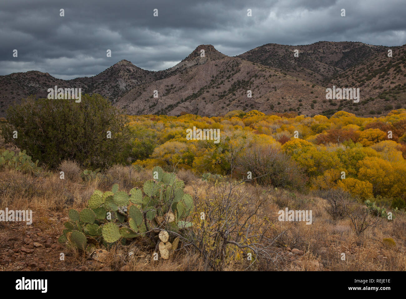 Gila River, Grant County, New Mexico, USA Stock Photo - Alamy