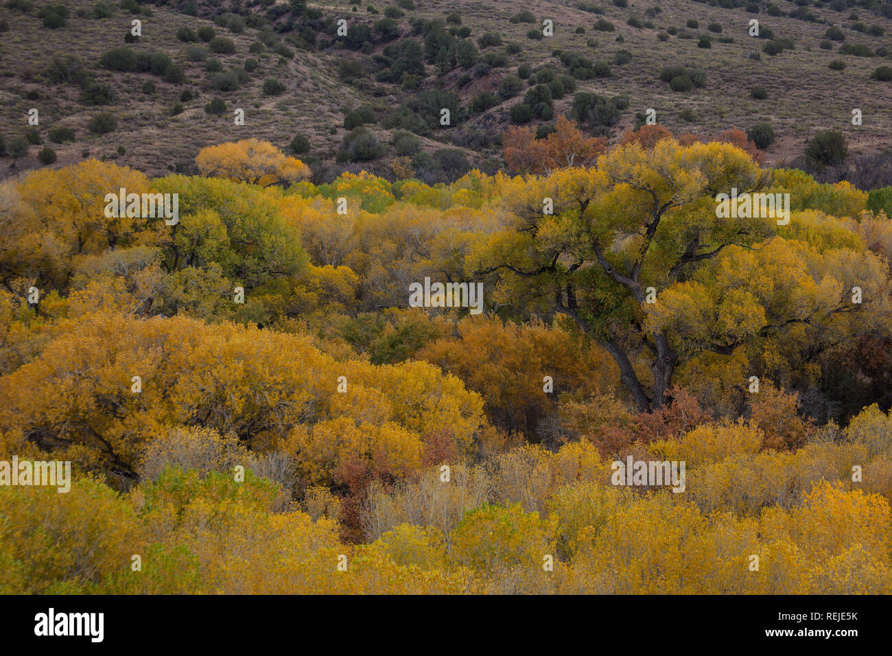 Gila River New Mexico Hi-res Stock Photography And Images - Alamy