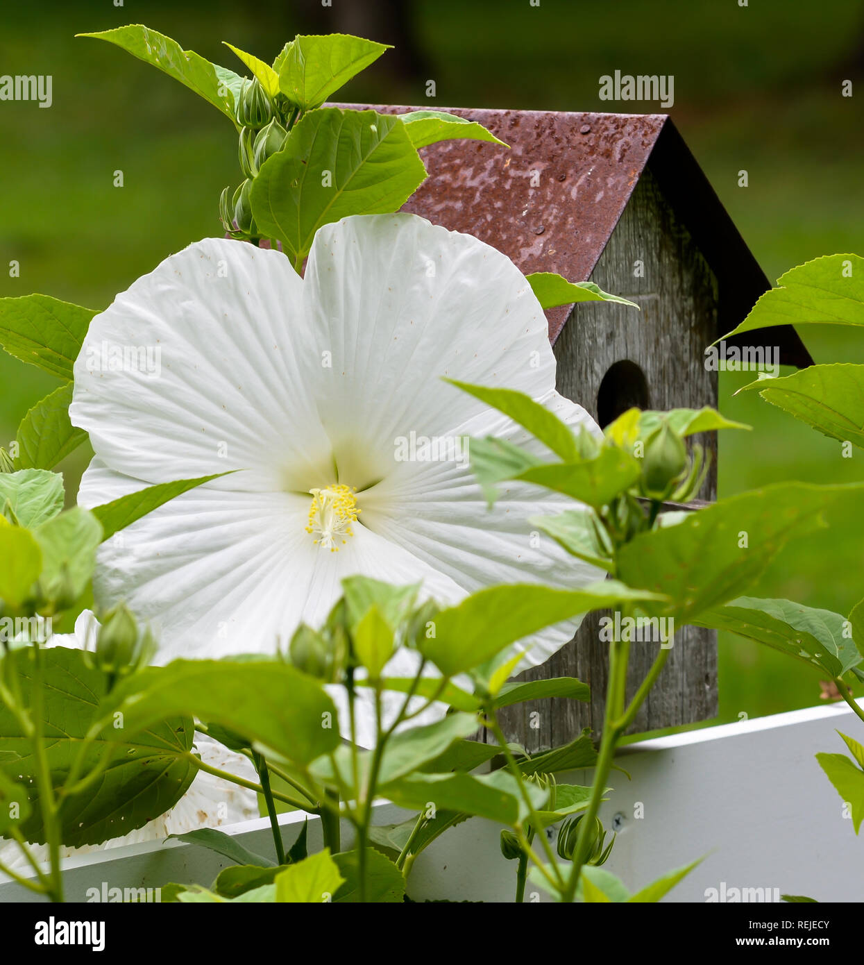 Close Up of Hibiscus Flower with Birdhouse on Fence, with selective focus on Flower. Stock Photo