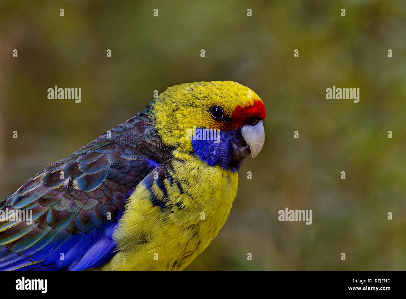 Green Rosella Parrot with copy space in bokeh background. Location is Tasmania, Australia. Stock Photo