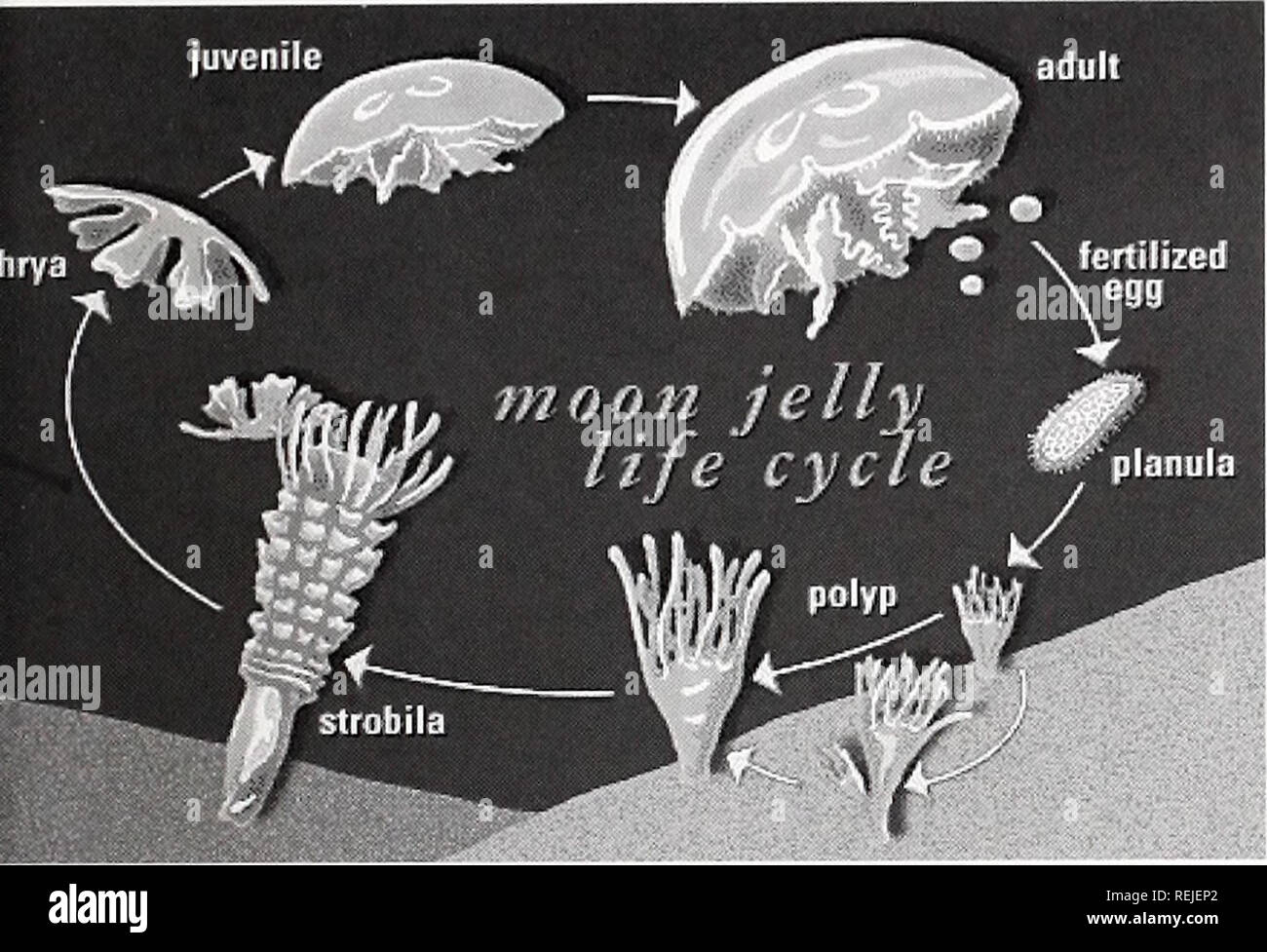 Coast Watch Marine Resources Oceanography Coastal Zone Management Coastal Ecology Naturalist S Notebook Life For A Moon Jelly Is Not As Simple As It May Seem Appear To Pack Any Sort Of