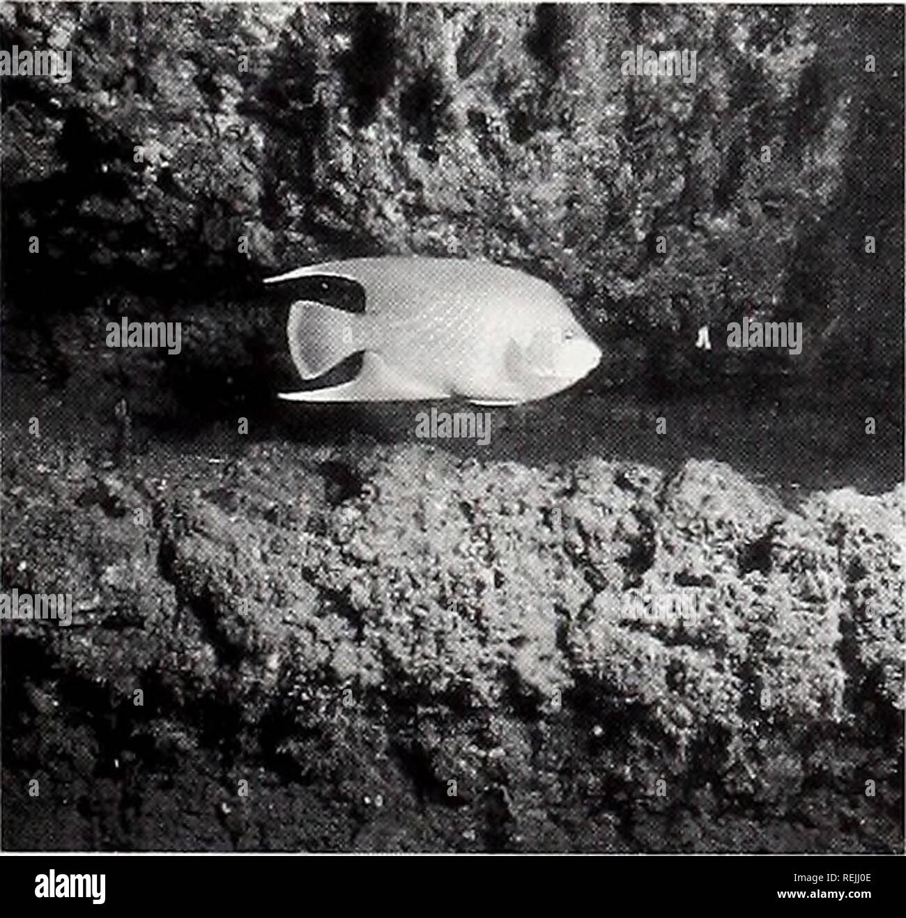 Continental shelf underwater hires stock photography and images Alamy