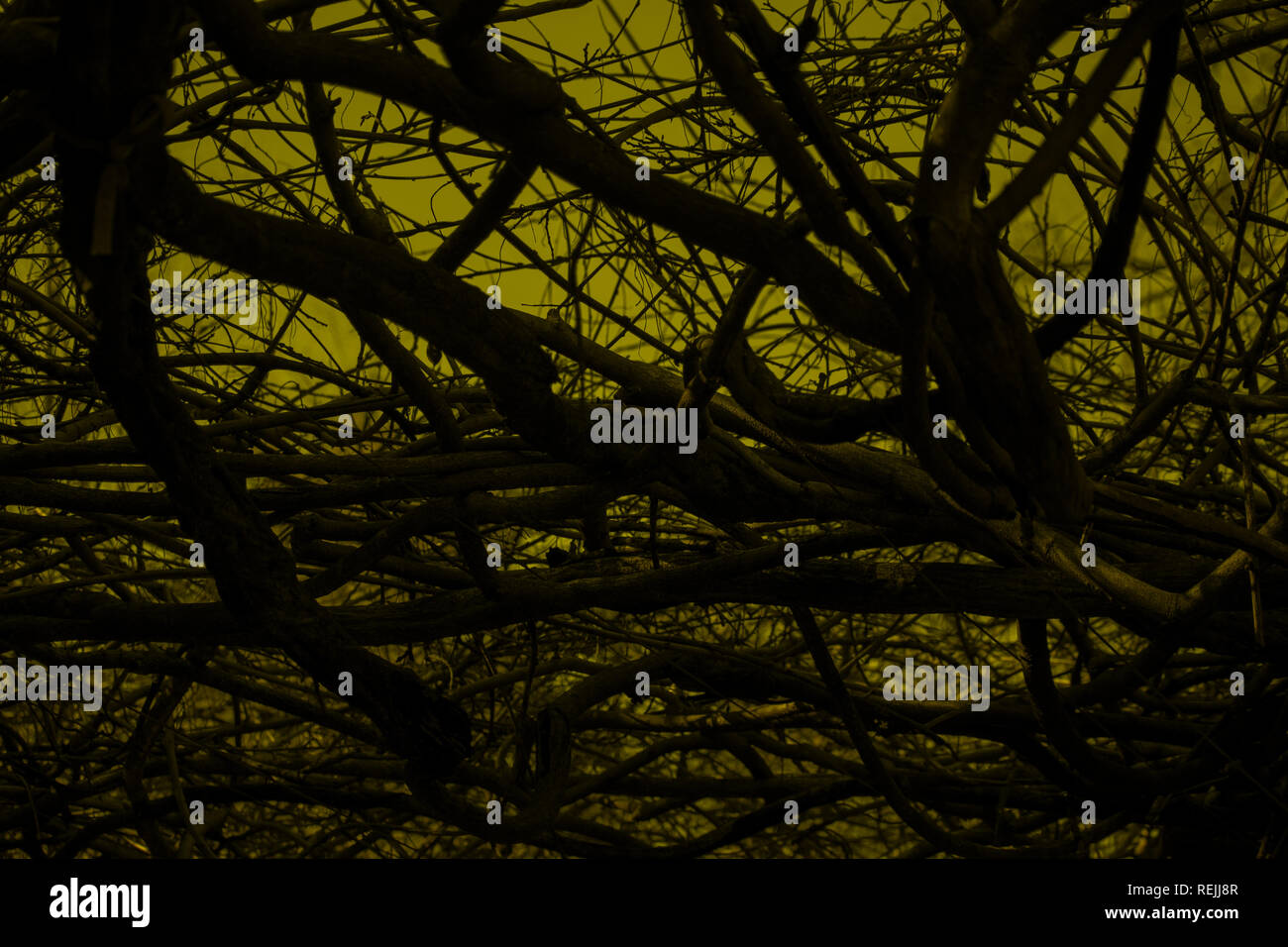 ominous vines, dark sky Stock Photo