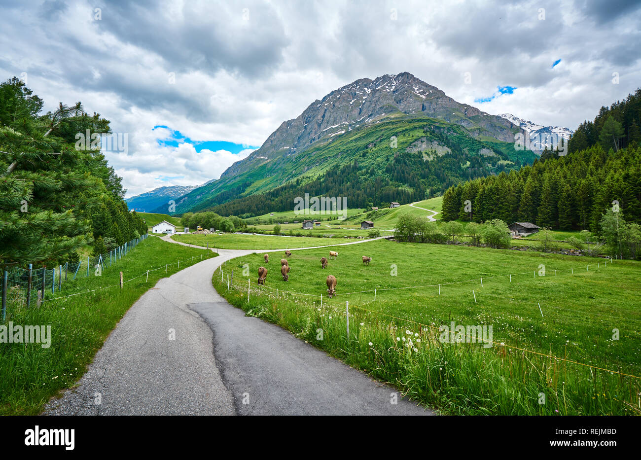 Road side Swis Alps landscape with meadow river and cows in canton of Graubünden, Switzerland Stock Photo