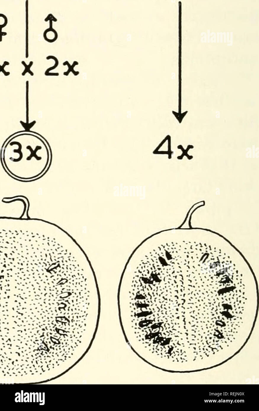 . Colchicine in agriculture, medicine, biology, and chemistry. Colchicine; Colchicine. Fig. 13.1—Triploid watermelon. Propagation of triploid seed by crossing diploid and tetraploid lines. Use of colchicine to make tetraploid stocks. Fruits from diploid, triploid, and tetraploid stocks. (Adapted from Kihara) as tetraploid and the male as diploid pollinator are successful. Re- ciprocal procedures do not succeed. As in autotetraploids, the size of flowers increases in proportion to the increase in chromosome number. This relation holds for tetra- ploid pollen and stomata. Triploid pollen is vari Stock Photo