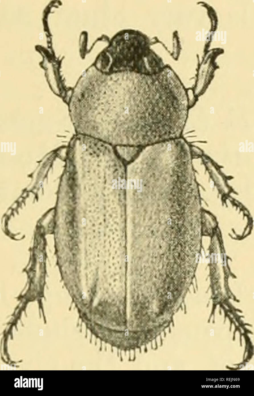 . Coleoptera: Lamellicornia. Scarabaeidae. ANOMAI.A. 145 Lemjih, 22 mm. ; breadth, 12 mm, Ceylon : Trincomali (C. F. S. Baker, E. E. Green, Sept.). Ty2}e iu tlie British Museum, 122. Anomala elata. (Plate II, fig. 22.) Melolontha elata, Fabr., Ent, Syst. i, 2, 1792, p. 161 ; id., Syst. Eleut. ii, 1801, p. I(i7. ? Melolontha varians, Oliv,, Ent, i, 5, 1789, p, 78, pi. 10, tig. 123. Anomala elata, Burm., llandb. Ent. iv, 1, 1844, p. 233, Testaceous, with the head, the extreme front and hind margins of the pronotum, all the margins of the elytra, the hind tibiae, the extremities of the other tibi Stock Photo