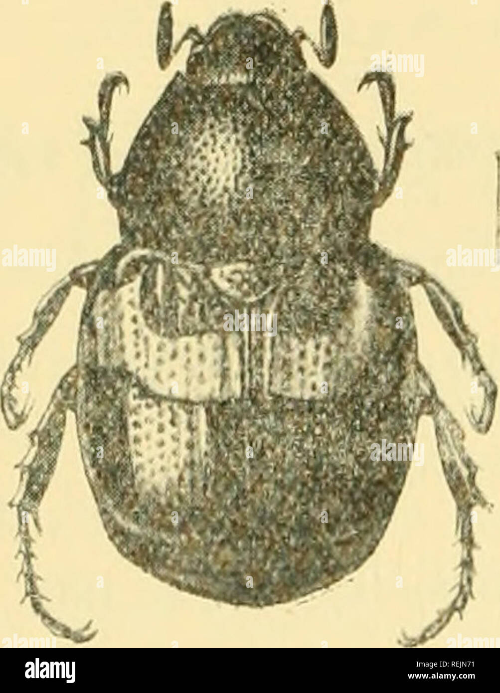 Kingdom of fulvi video