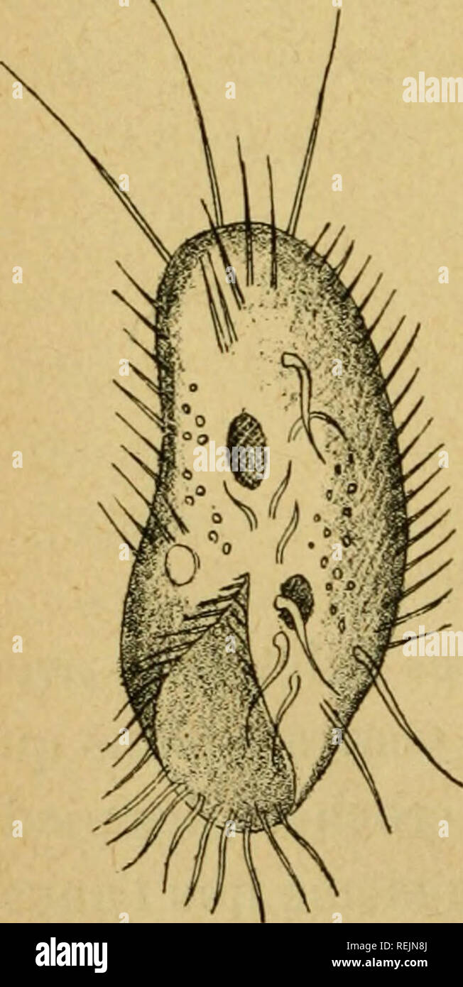 frange effilée sur le côté