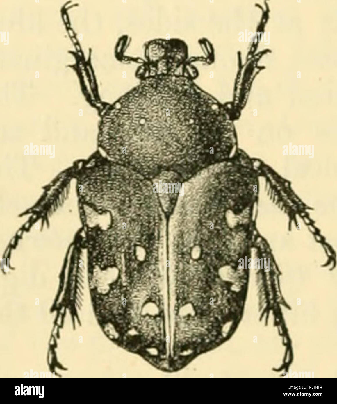 . Coleoptera: Lamellicornia. Scarabaeidae. 152 CETONim^. 131. ProtsBtia regalis. Protsetia regalis, Blanch., Liste Cet. Mus. Paris, 1842, p. 1; Bunn., Havdb. Ent. iii. 1842, p. 490. Cetonia withilli, Bainbr.,* Trans. Ent. Soc. Land. 1842, p. 218. Progastor regalis, Thorns., Le Nat. 1880, p. 278. Protsetia regalis, var. horni, Kraatz, Deutsche Ent. Zeitschr. 1900, p. 144. Coppery or almost black, with the legs and lower surface shining and the upper surface and pj-gidium opaque; decorated with pale yellow spots placed as follows:—a pair placed transversely near the middle of the pronotum, one n Stock Photo