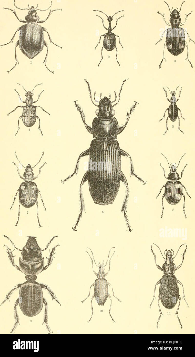 . Coleoptera. Beetles. CARABID BEETLES. 1. Calosonta sijcophanta. 2. Casnonia. 3. Tarlmnporns ruijosus. 4. Elephnts riparius. 5. Ciichnis rostrahis. 6. Catadronms tcnehrinUhs. 7. Callistus yuailrijiustulatus. ' S. Panaqtus lomentosus. 9. icarites goudotii. 10. Oniiptcrigia J'u/yeii.i. 11. Pnicrustes coriaceus.. Please note that these images are extracted from scanned page images that may have been digitally enhanced for readability - coloration and appearance of these illustrations may not perfectly resemble the original work.. Dimmock, George, 1852-1930. Boston, Mass. : S. E. Cassino Stock Photo