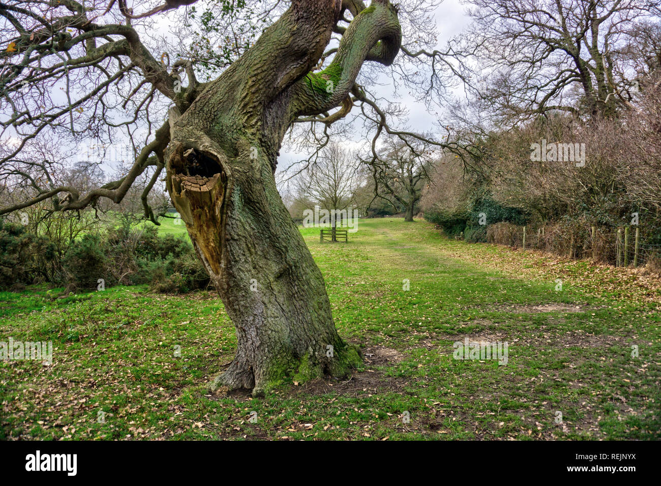 Hollow Tree, Beverley Westwood Pasture, East Yorkshire Stock Photo