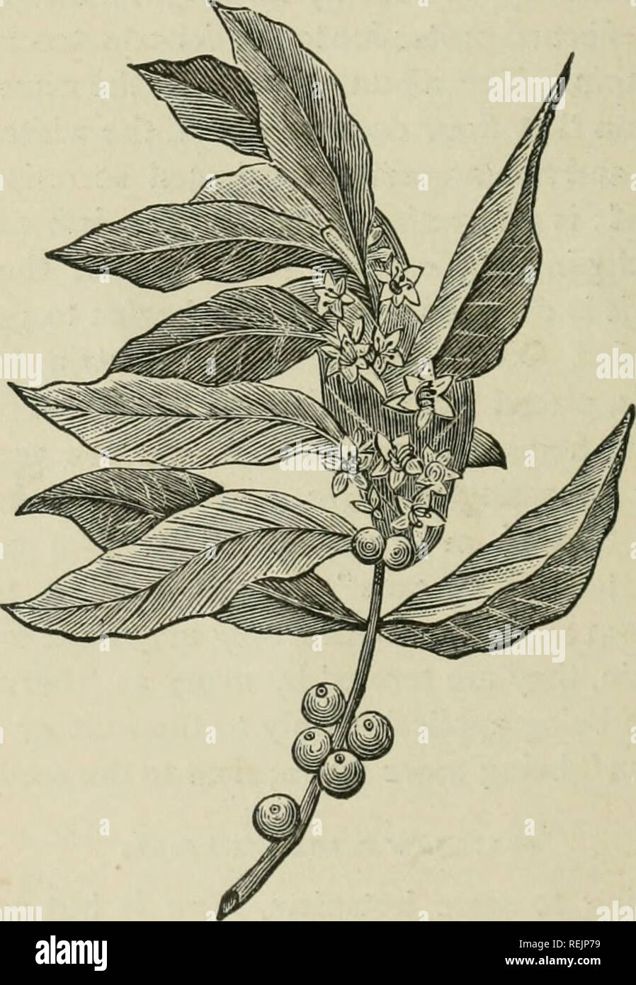 Arabian coffees coffea arabica hires stock photography and images Alamy