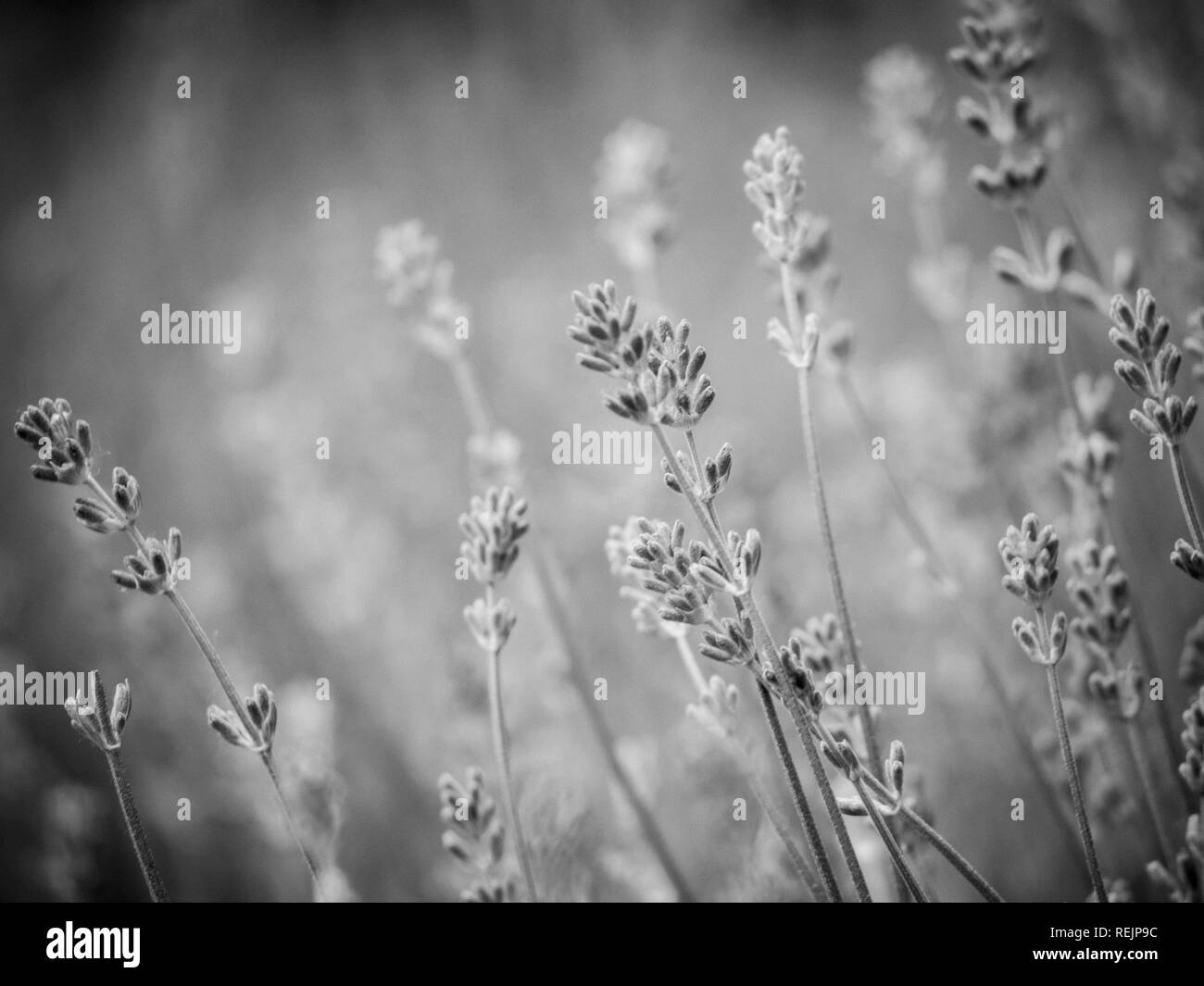 Scented lavender flowers in Provence field in perfect healthy biological shape Image for agriculture, SPA, medical industries - black and white Stock Photo