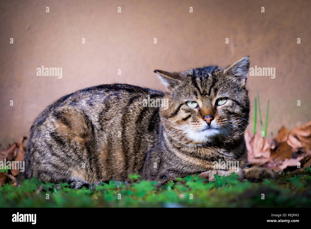 Old bored cat laying in grass in front of a stone wall in autumn Stock Photo
