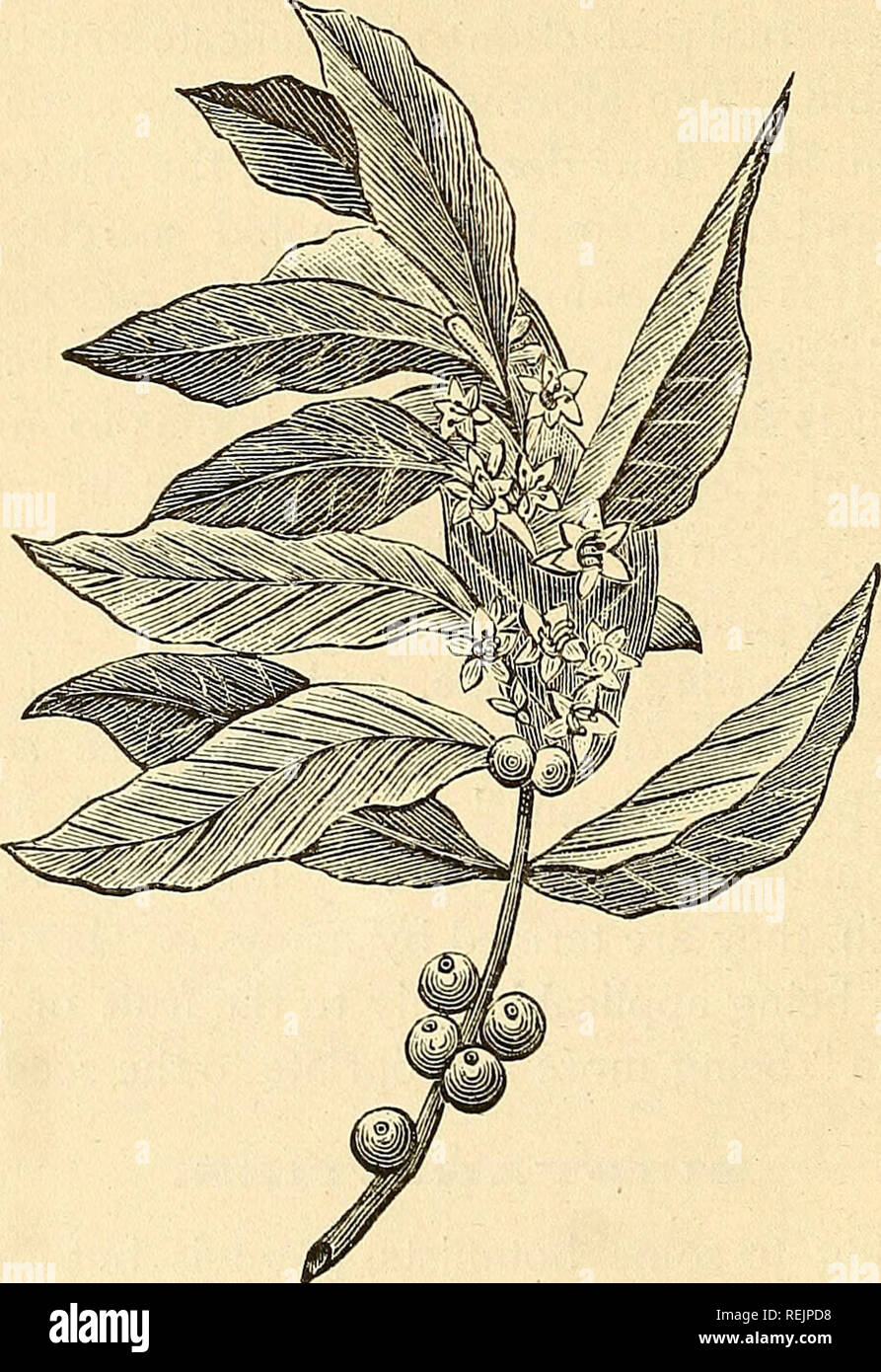 Arabian coffees coffea arabica hires stock photography and images Alamy