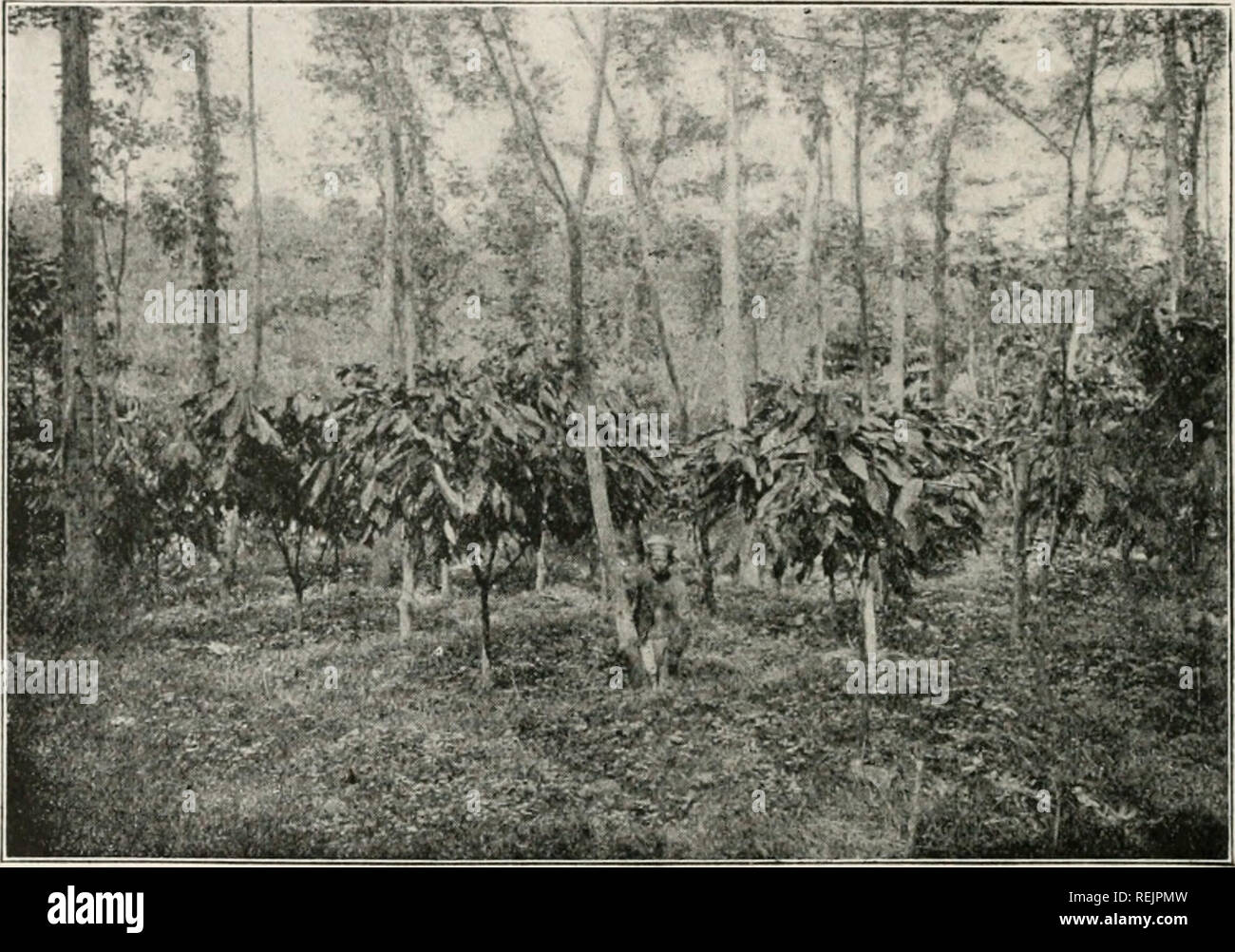 Cocoa And Chocolate Their History From Plantation To Consumer Chocolate Cocoa 38 Cocoa And Chocolate Of The Year These Trees Have No Leaves They Are A Mass Of Flame Coloured Flowers